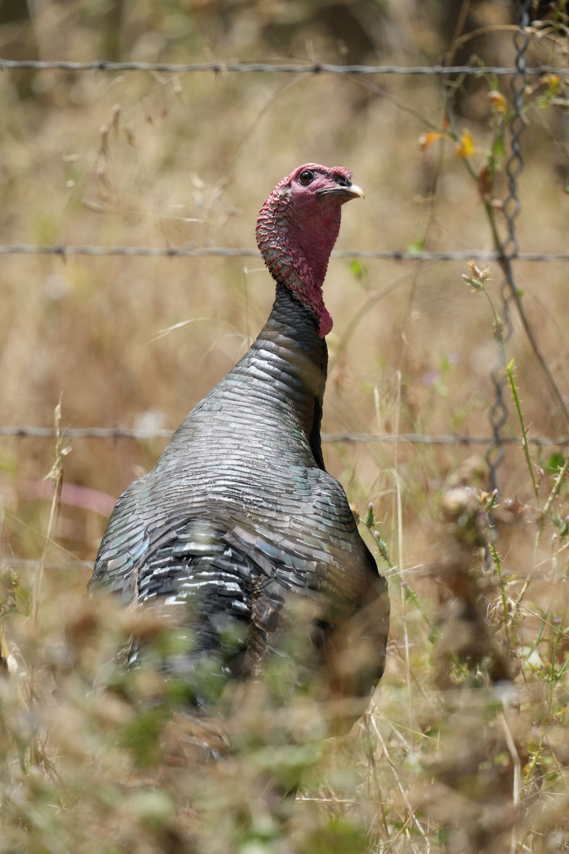 Wild Turkey