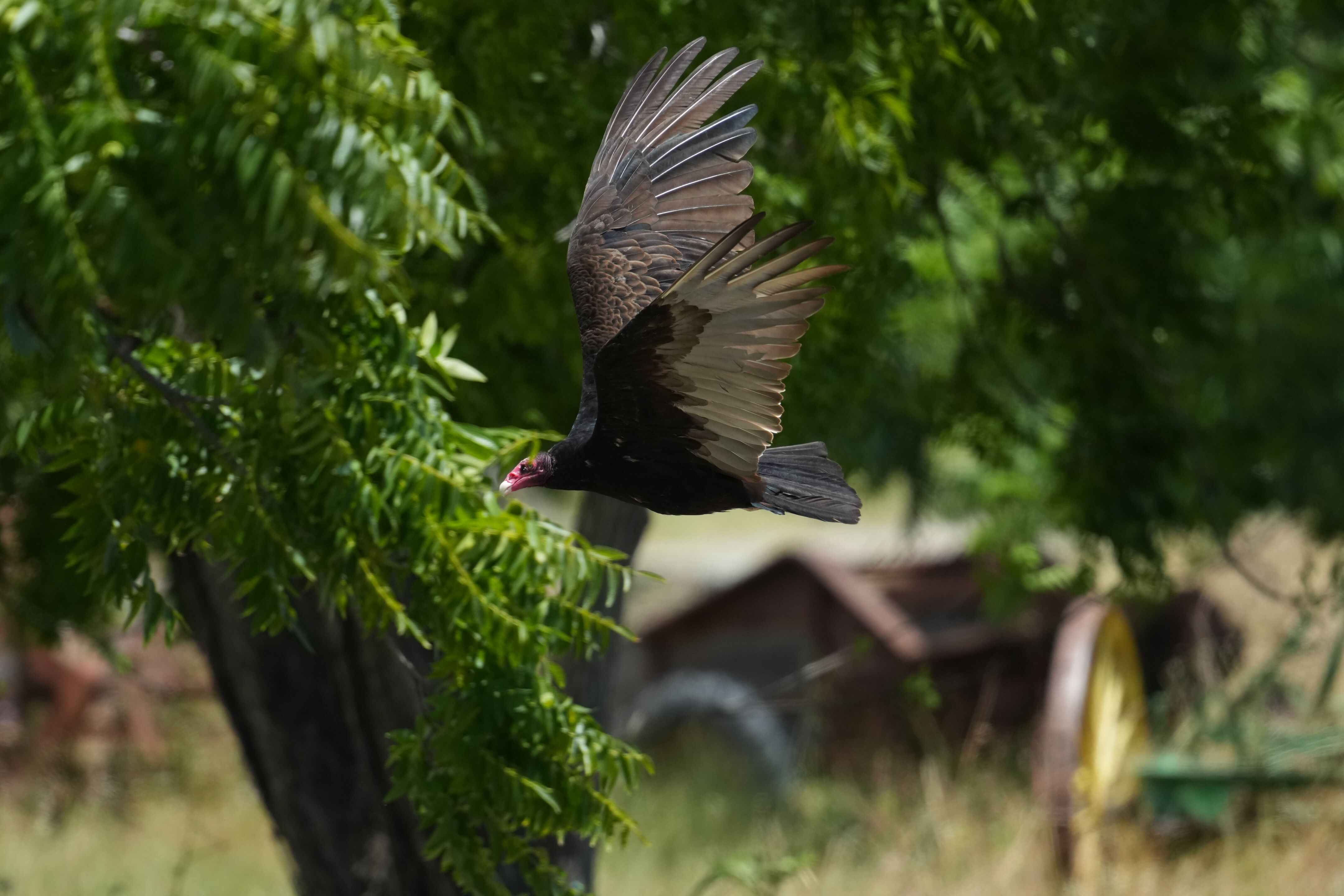 Ardenwood Historic Farm
