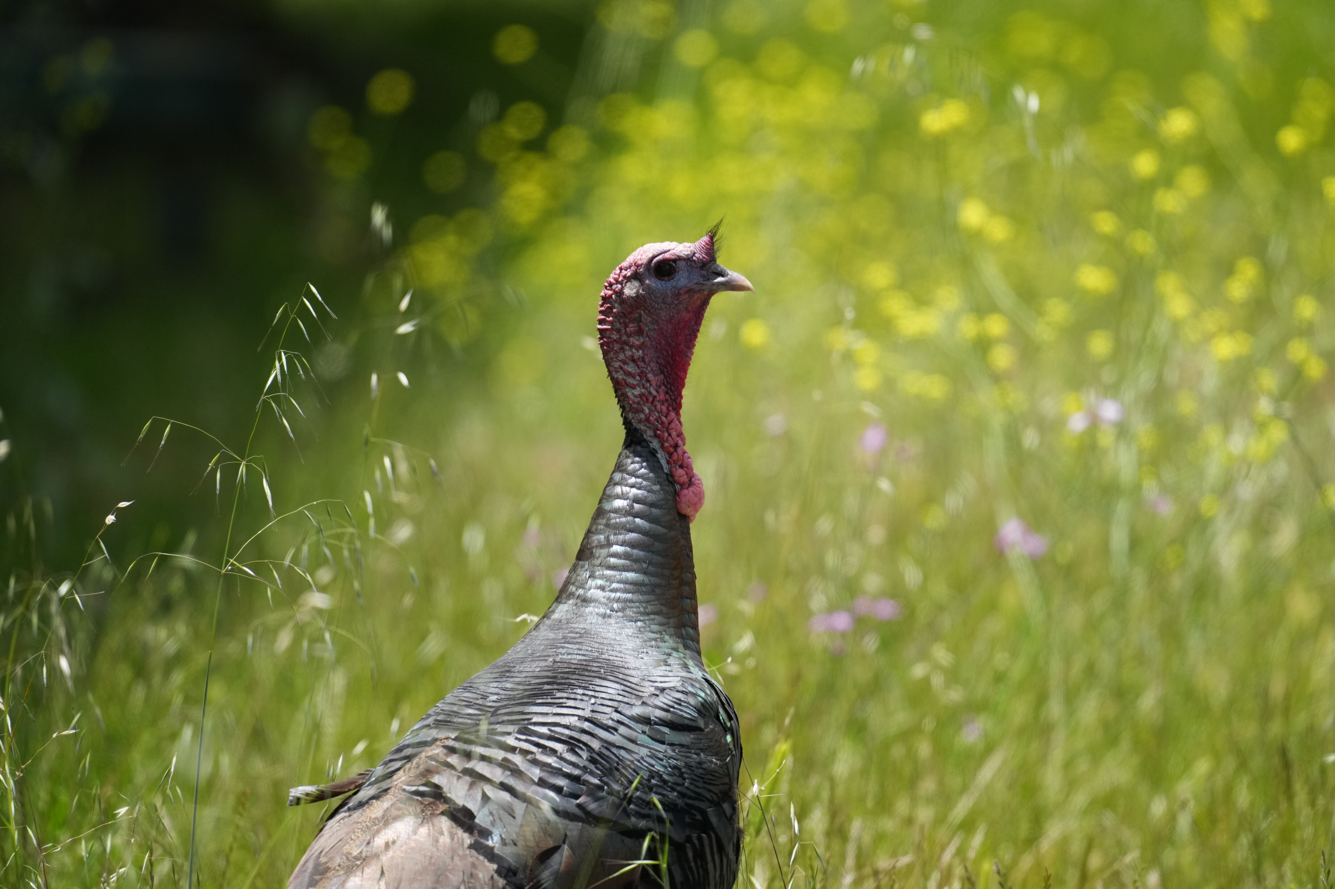Ardenwood Historic Farm