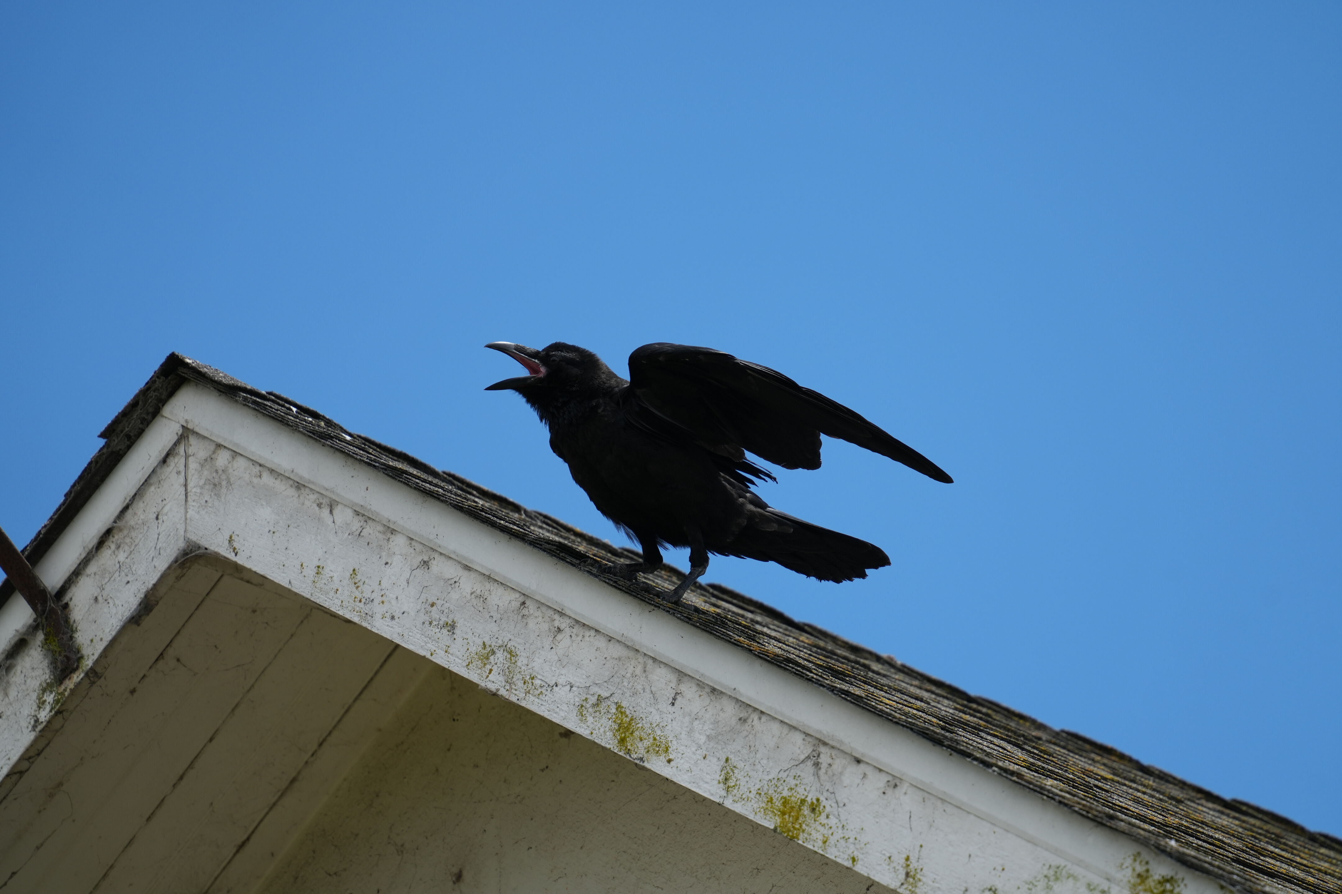 Ardenwood Historic Farm