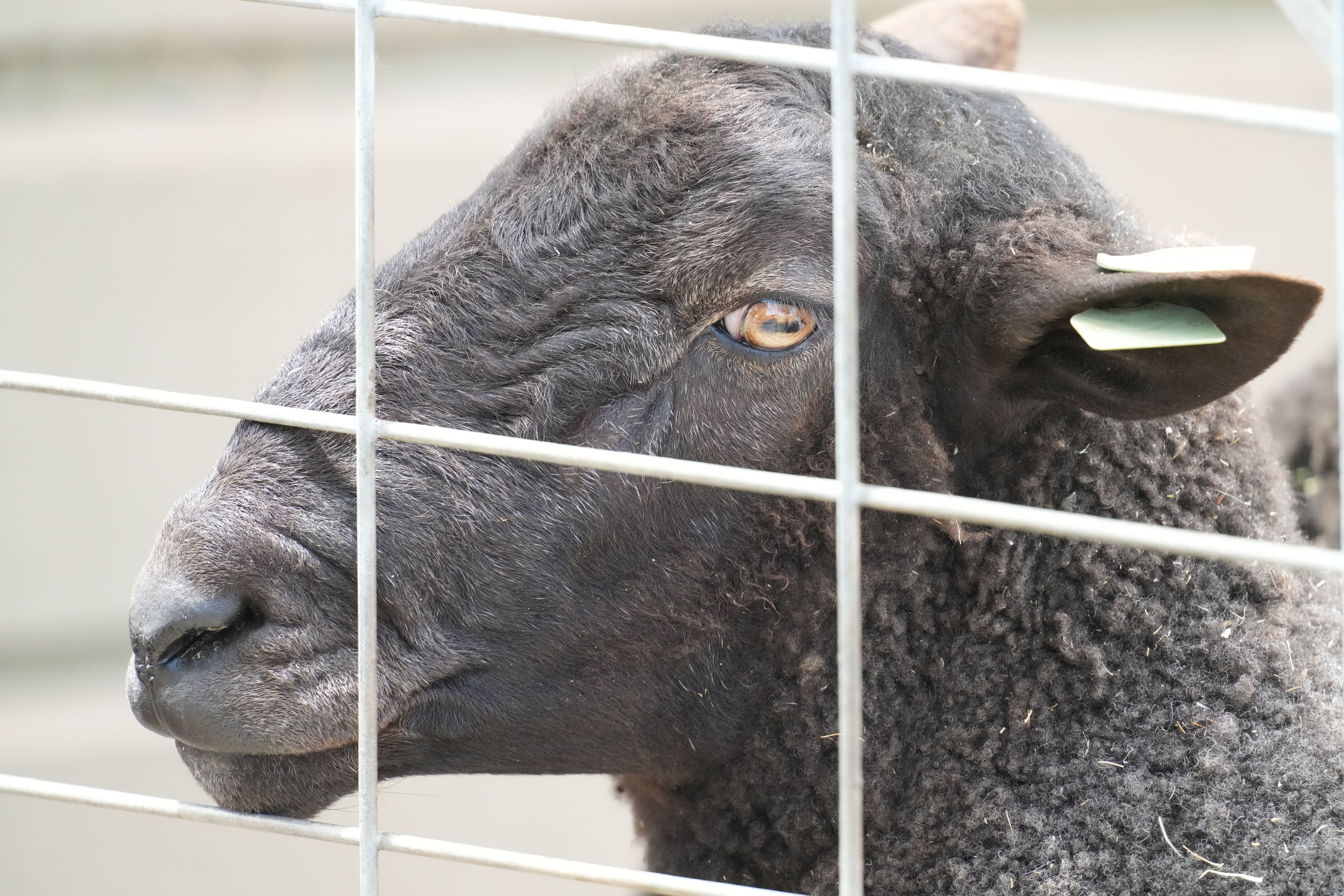 Ardenwood Historic Farm