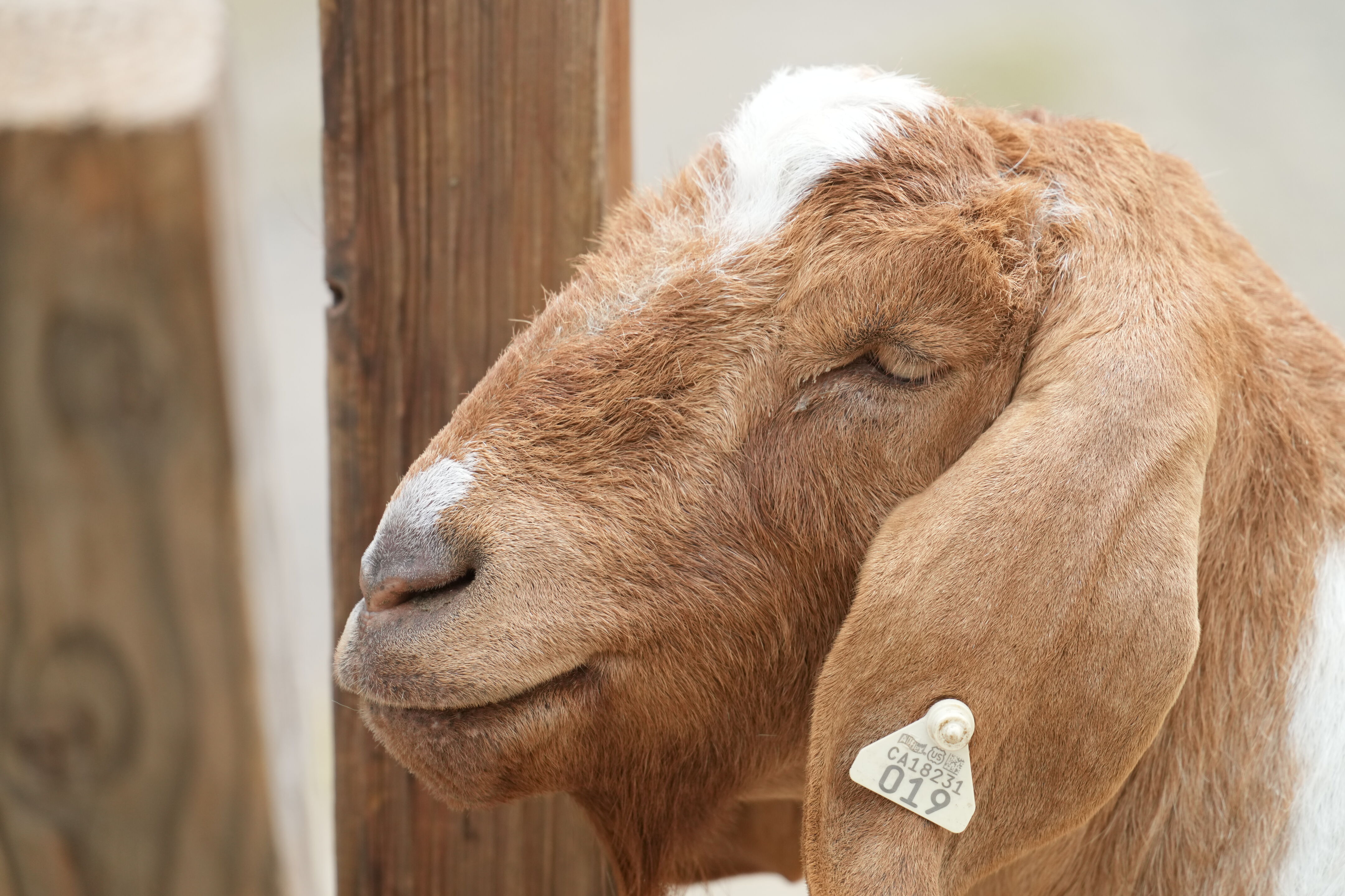 Ardenwood Historic Farm