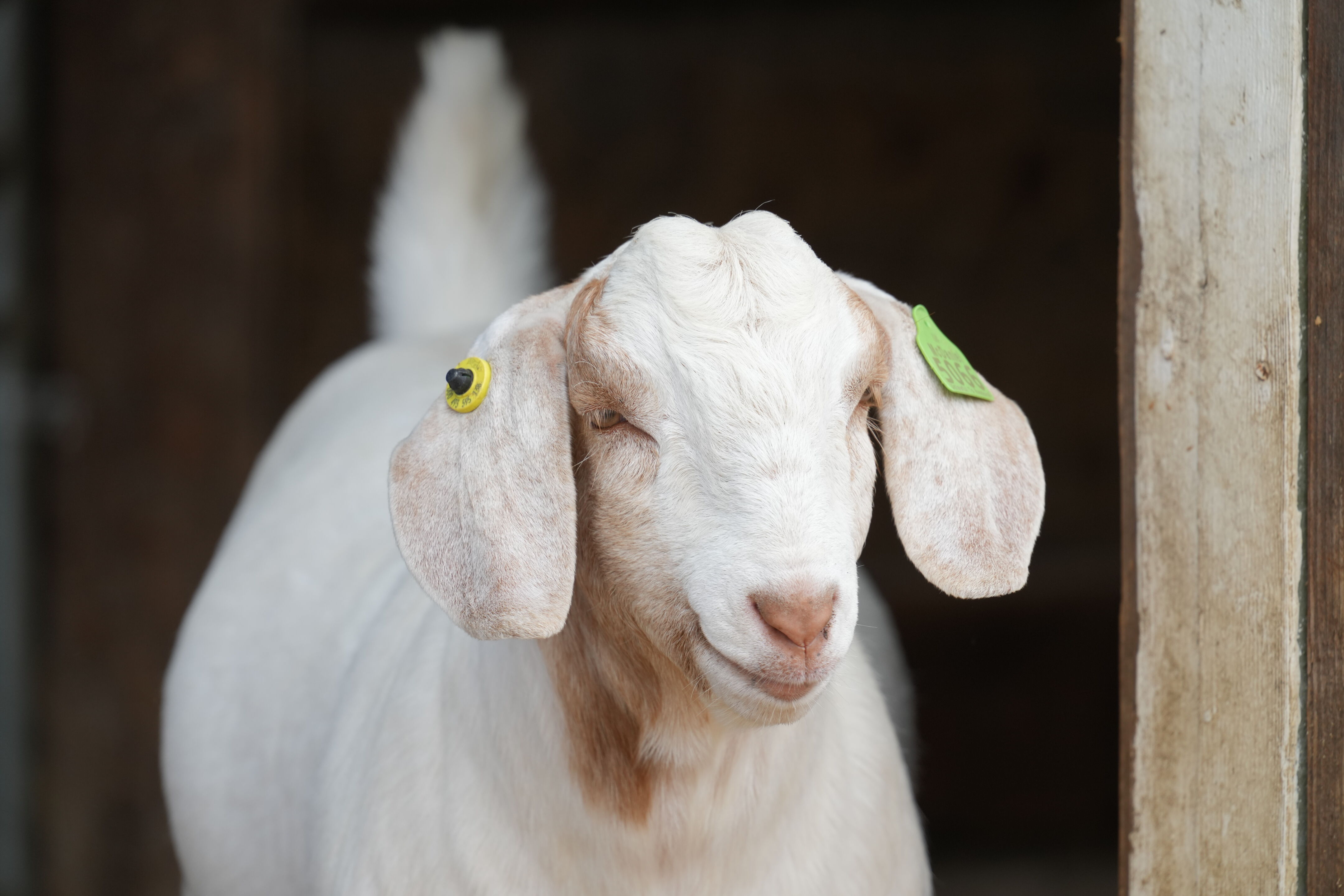 Ardenwood Historic Farm