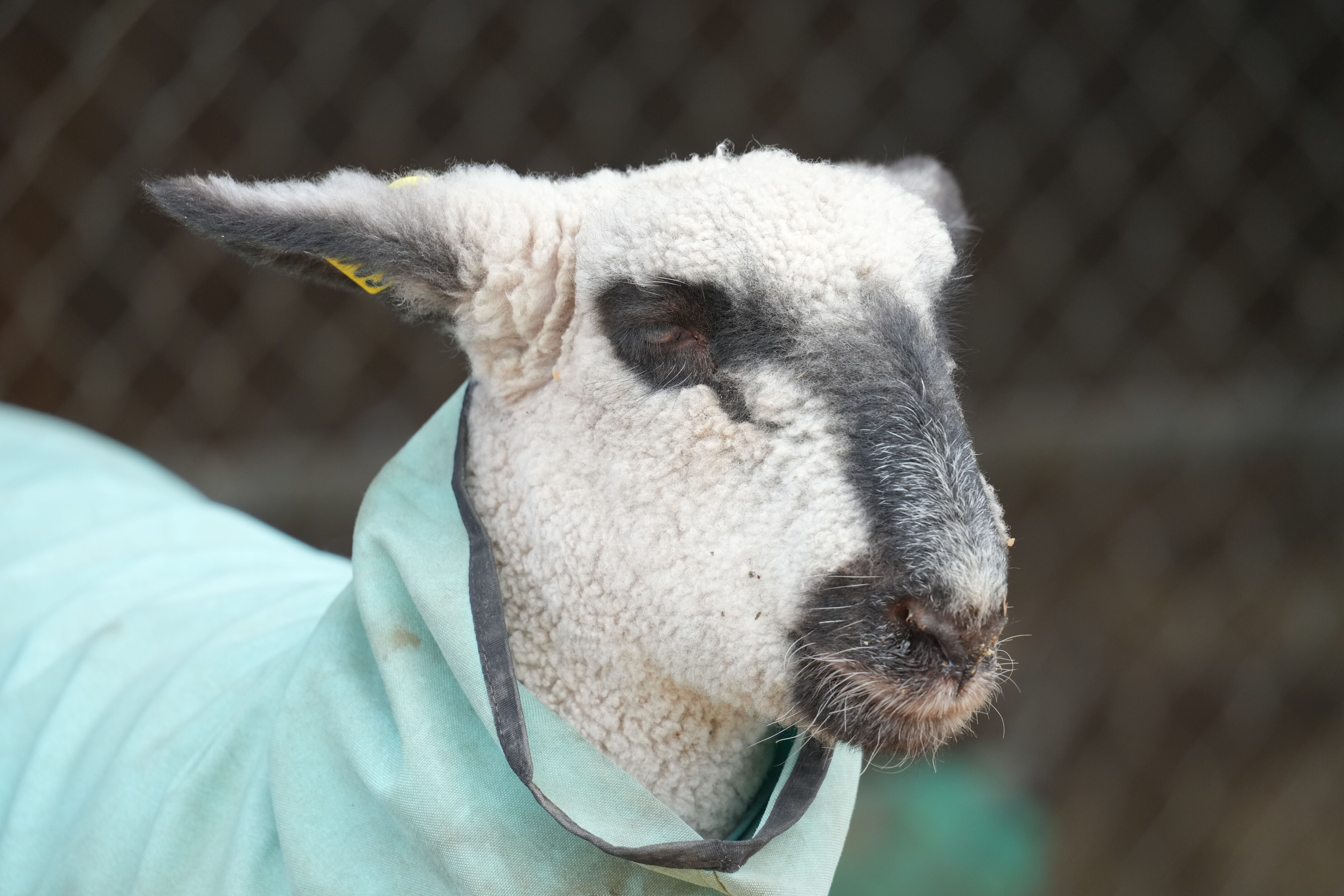 Ardenwood Historic Farm