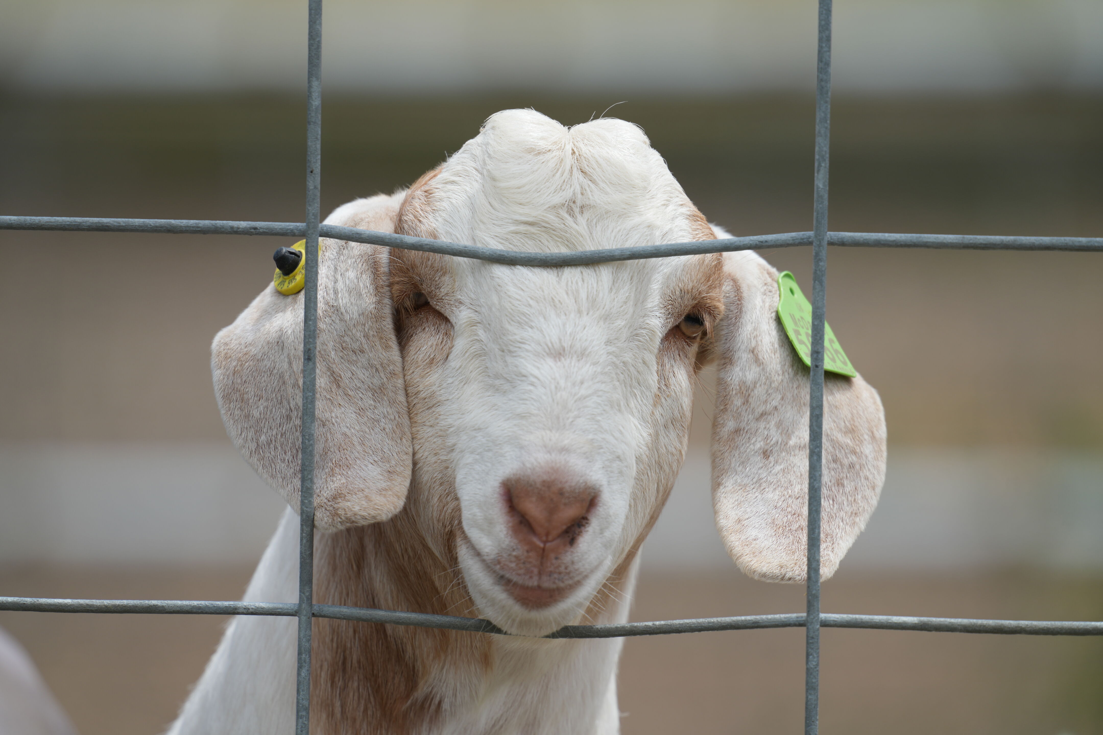 Ardenwood Historic Farm