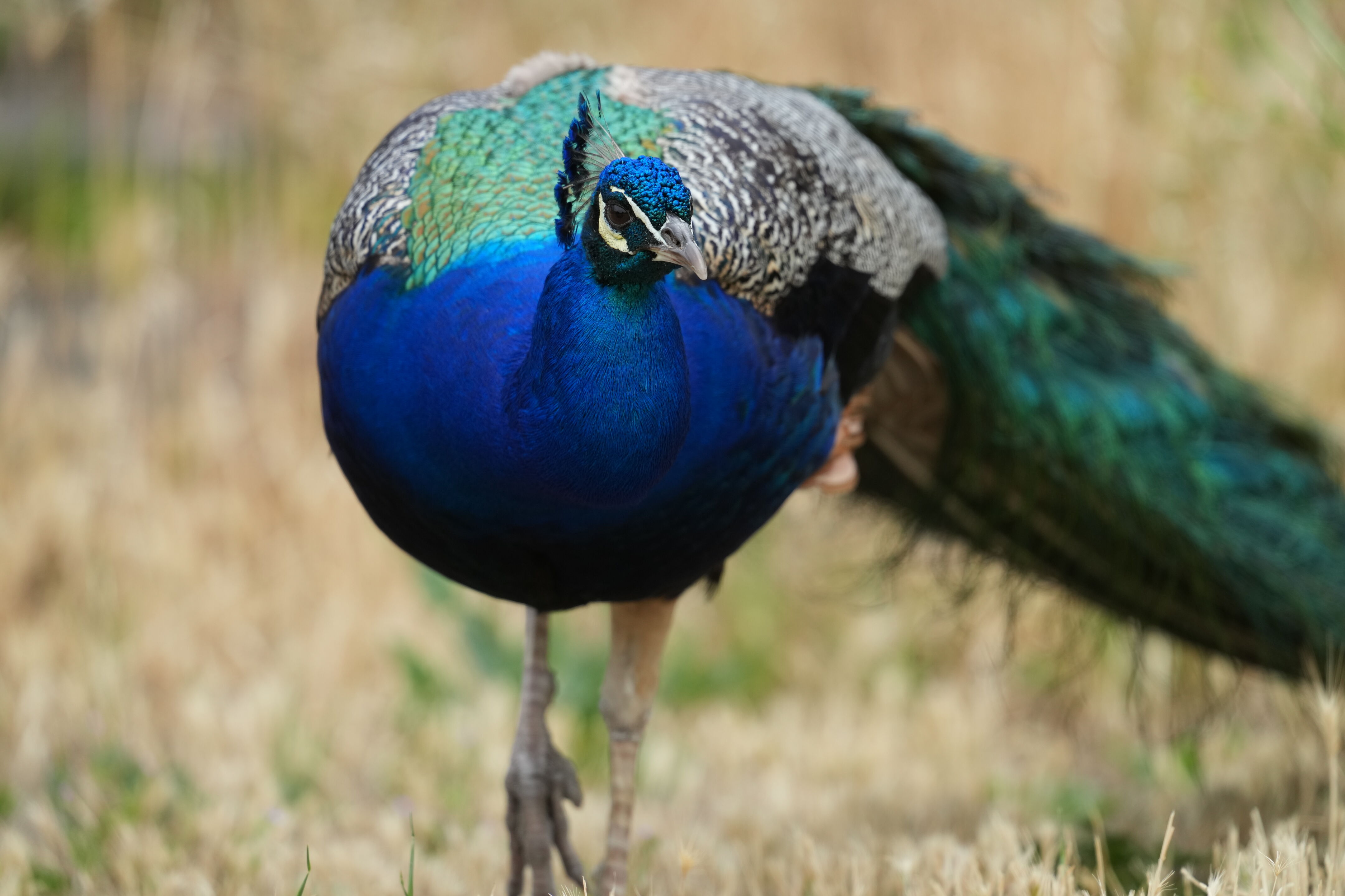 Peacock
