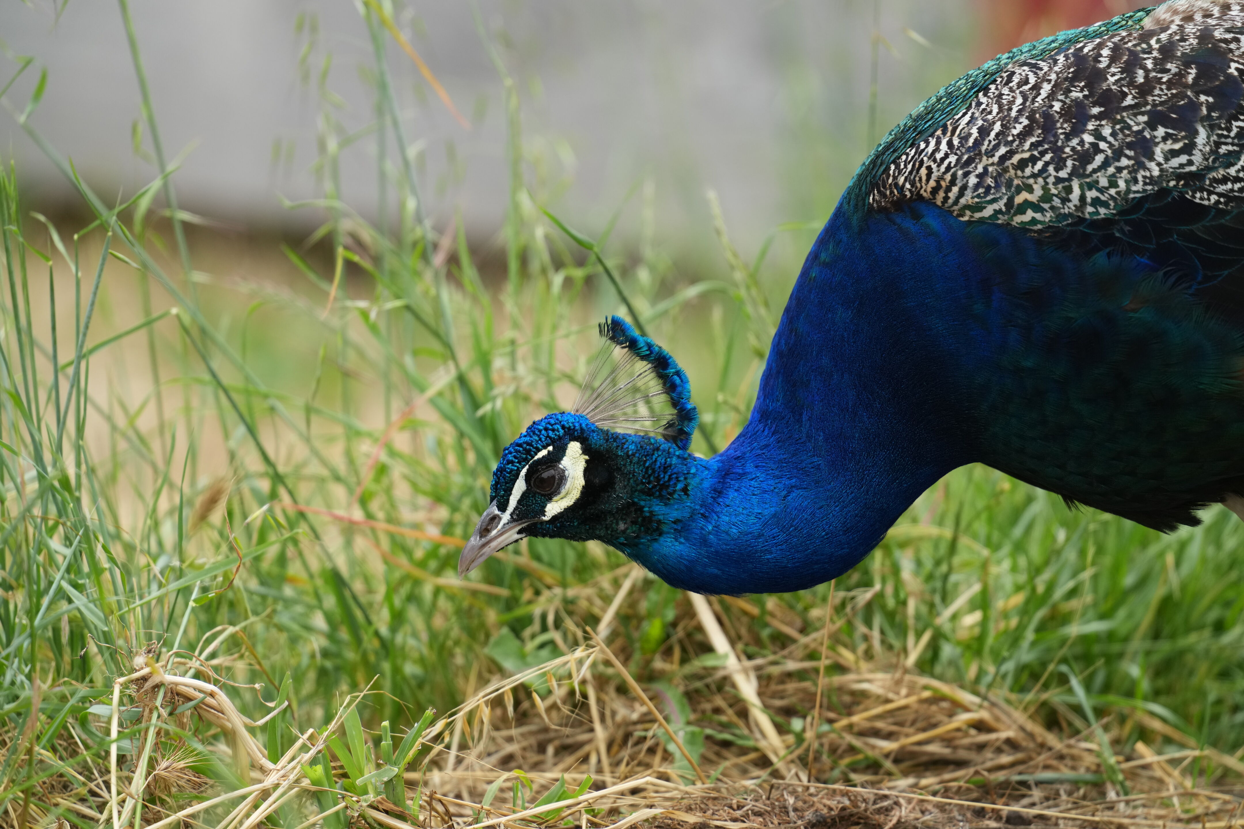 Ardenwood Historic Farm