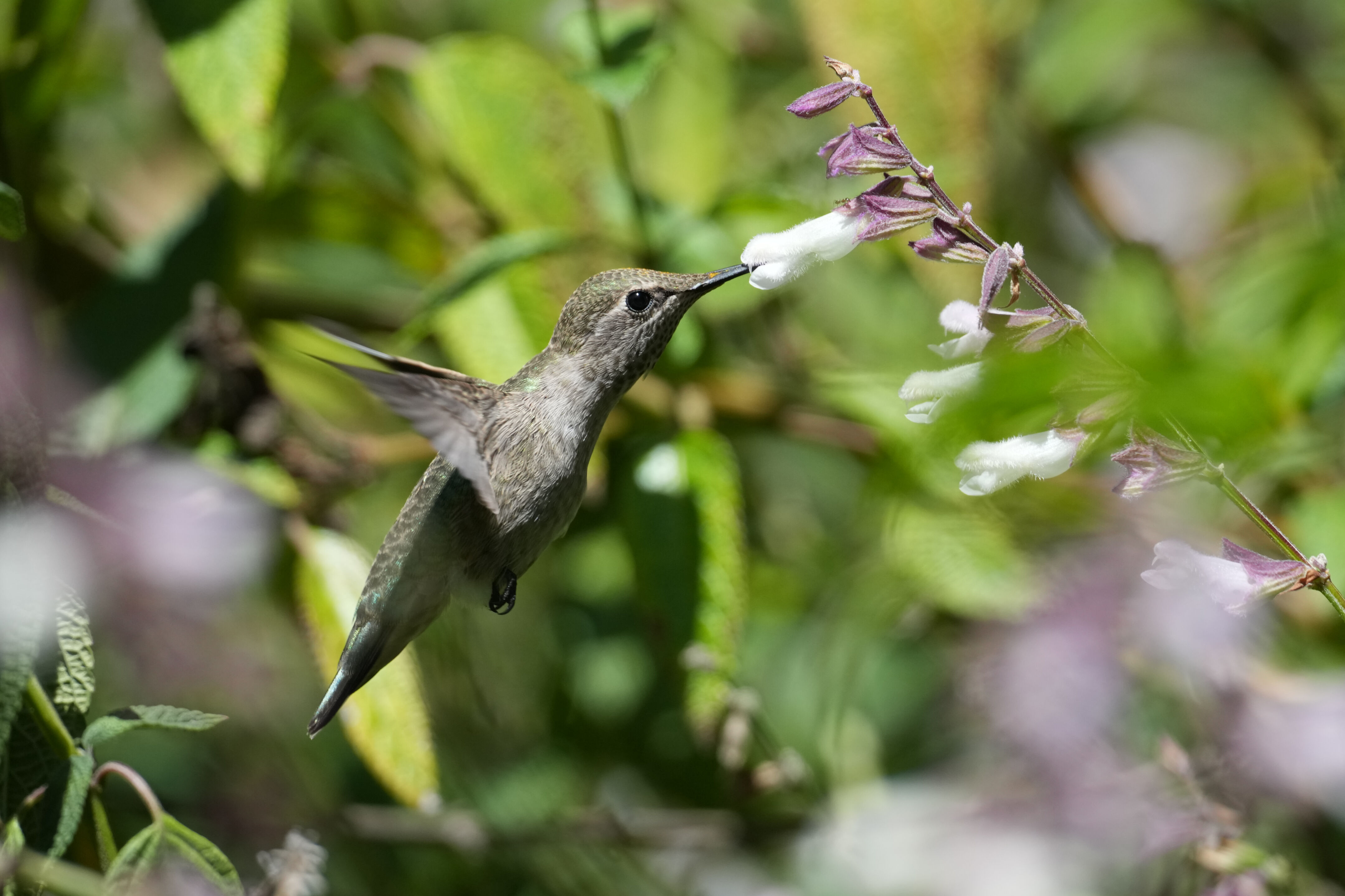 Anna’s Hummingbird