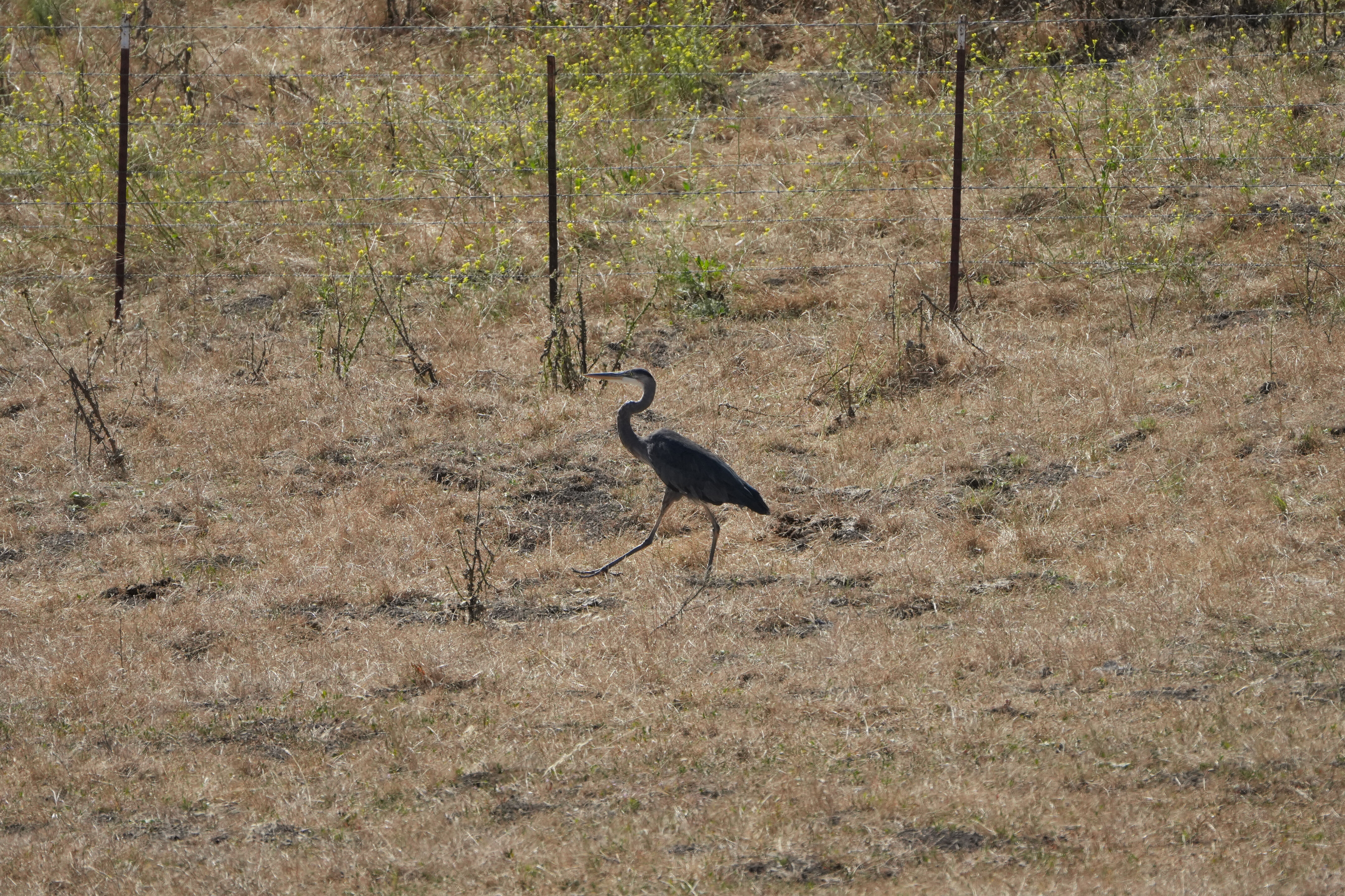 Vargas Plateau Regional Park