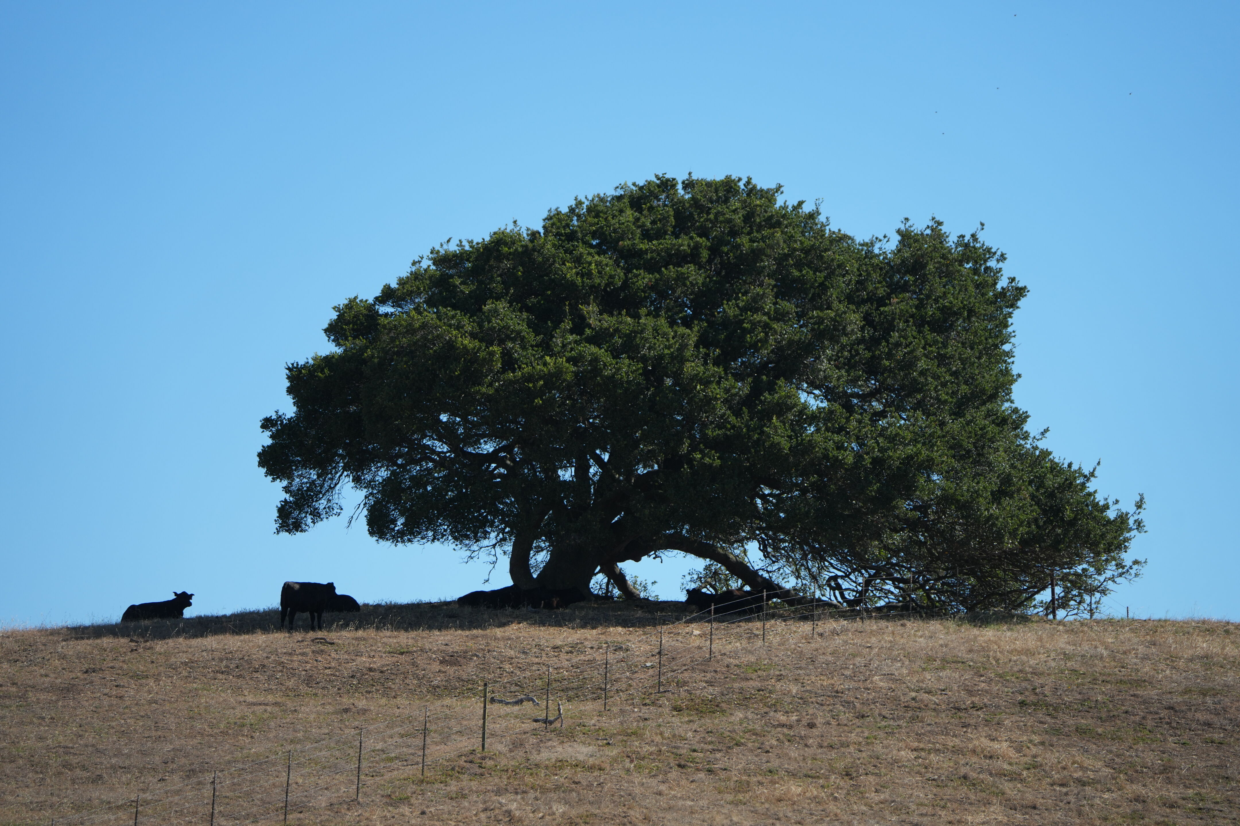 Vargas Plateau Regional Park
