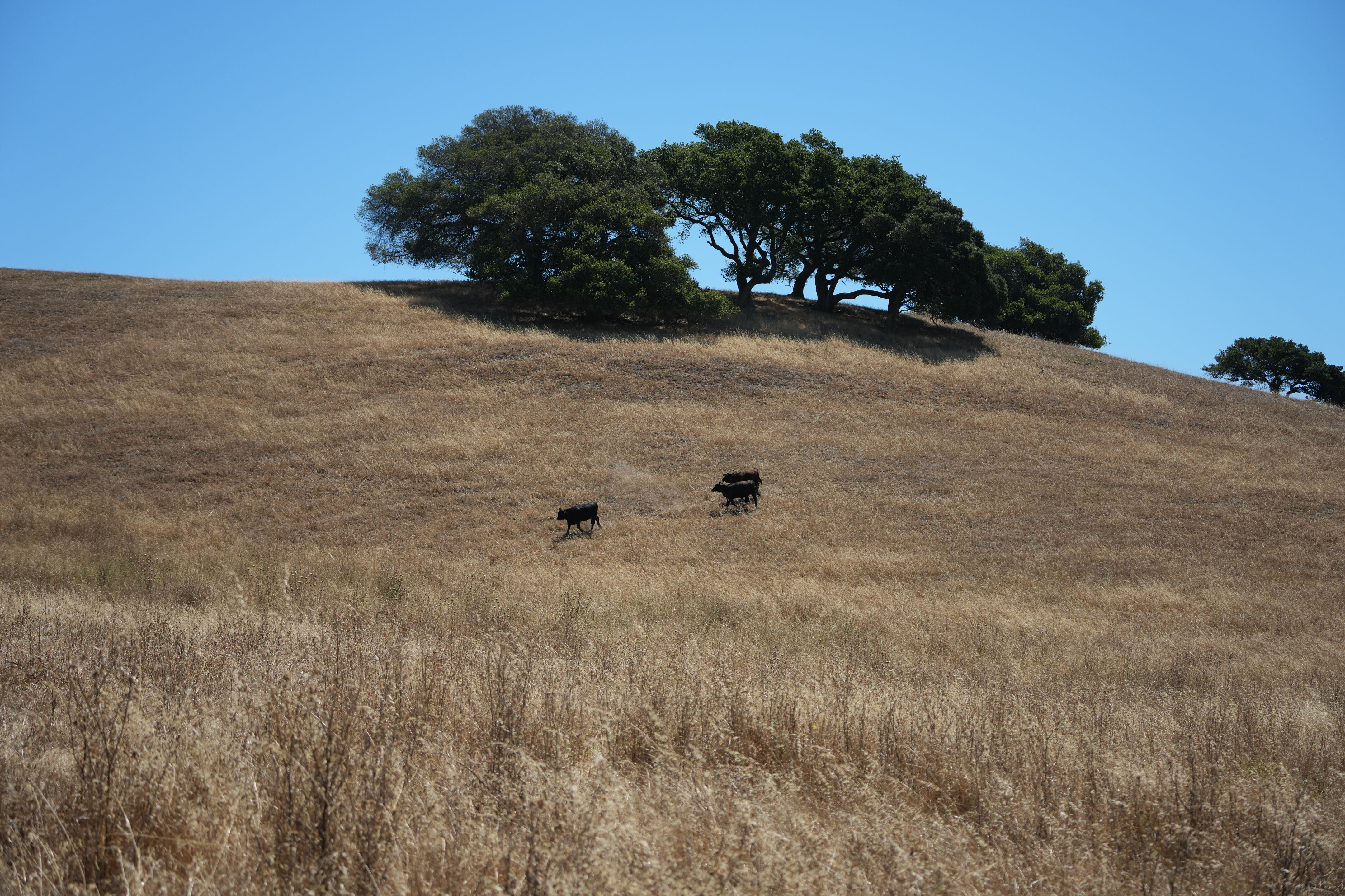 Vargas Plateau Regional Park