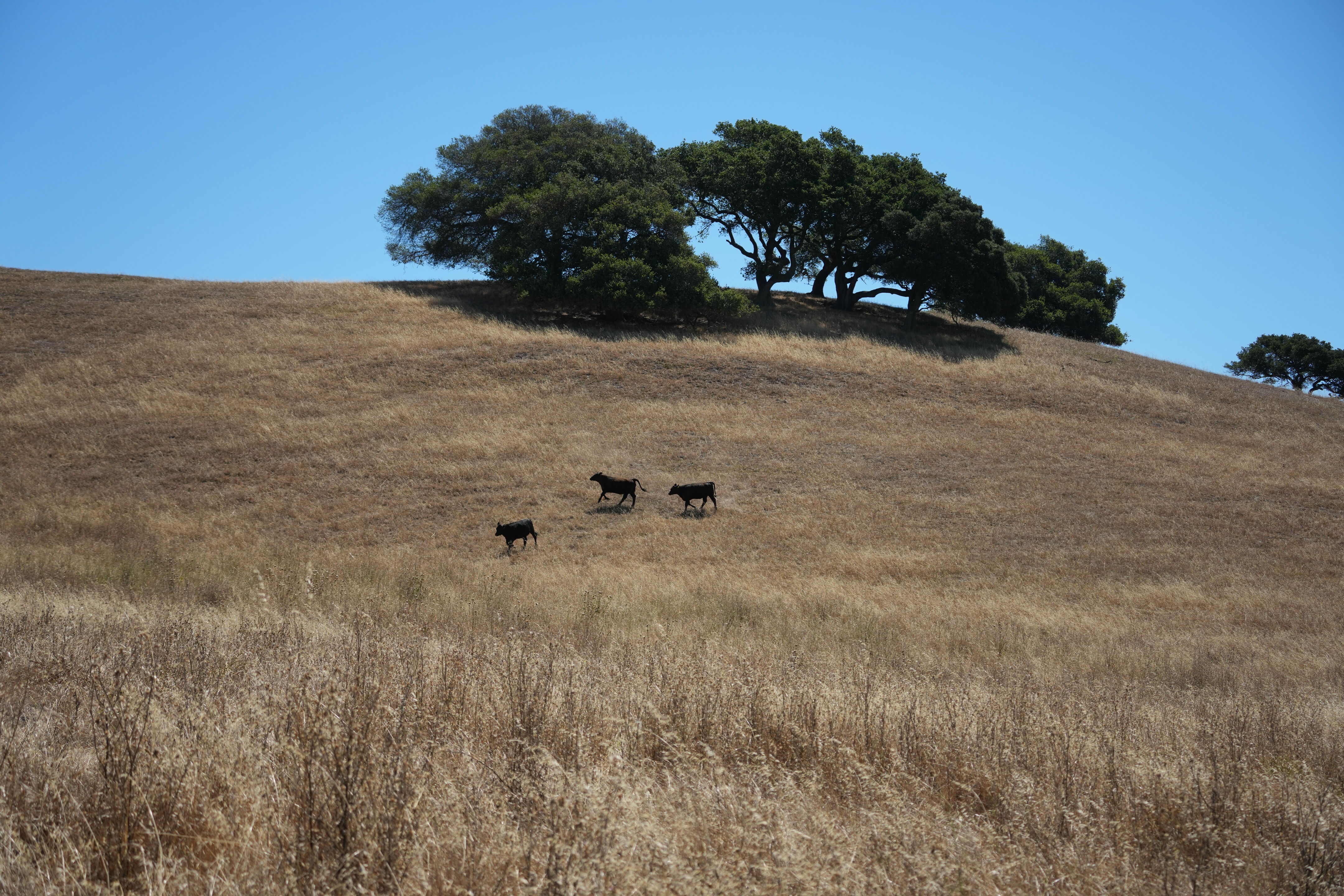 Vargas Plateau Regional Park