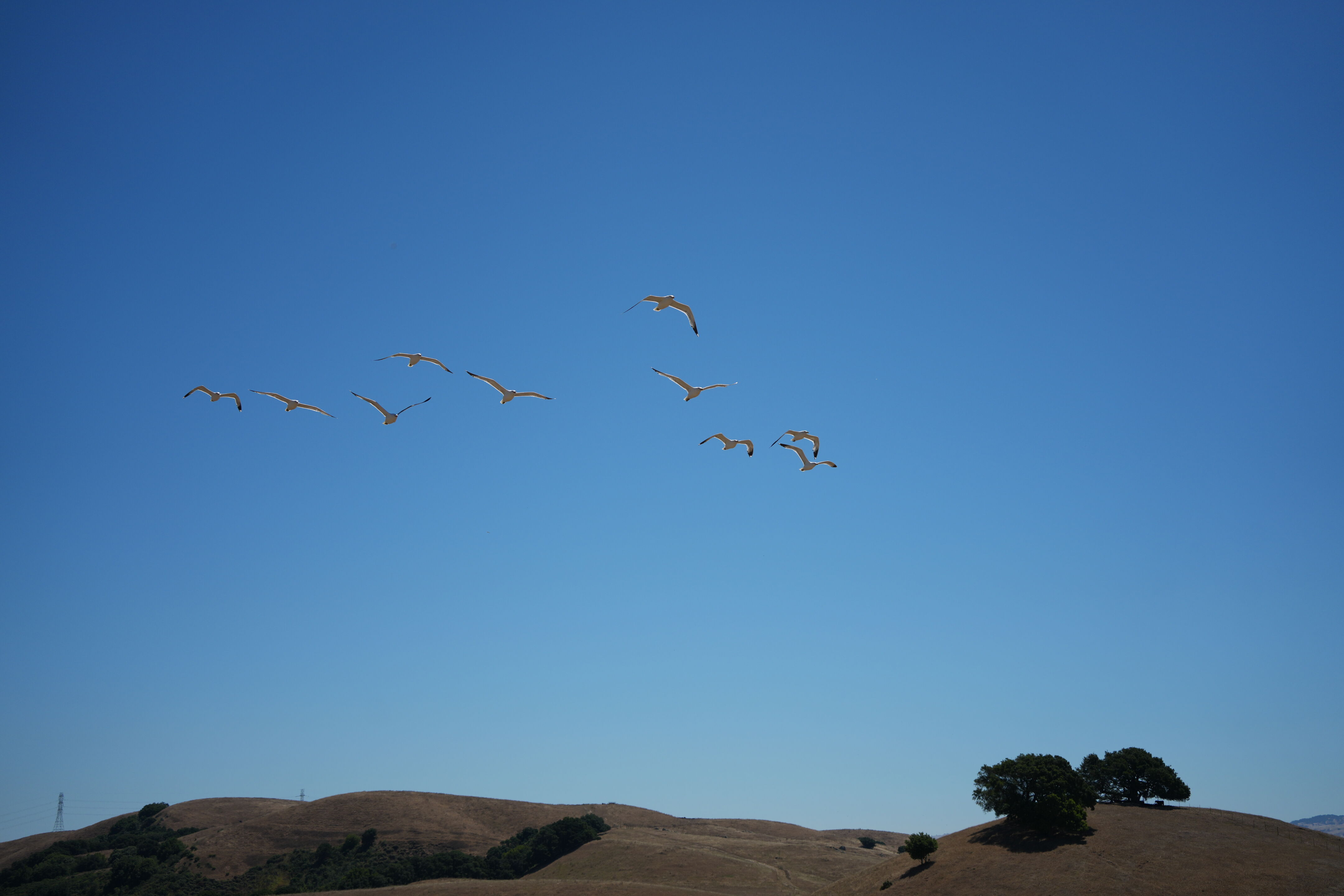 A Group of Sea Gulls