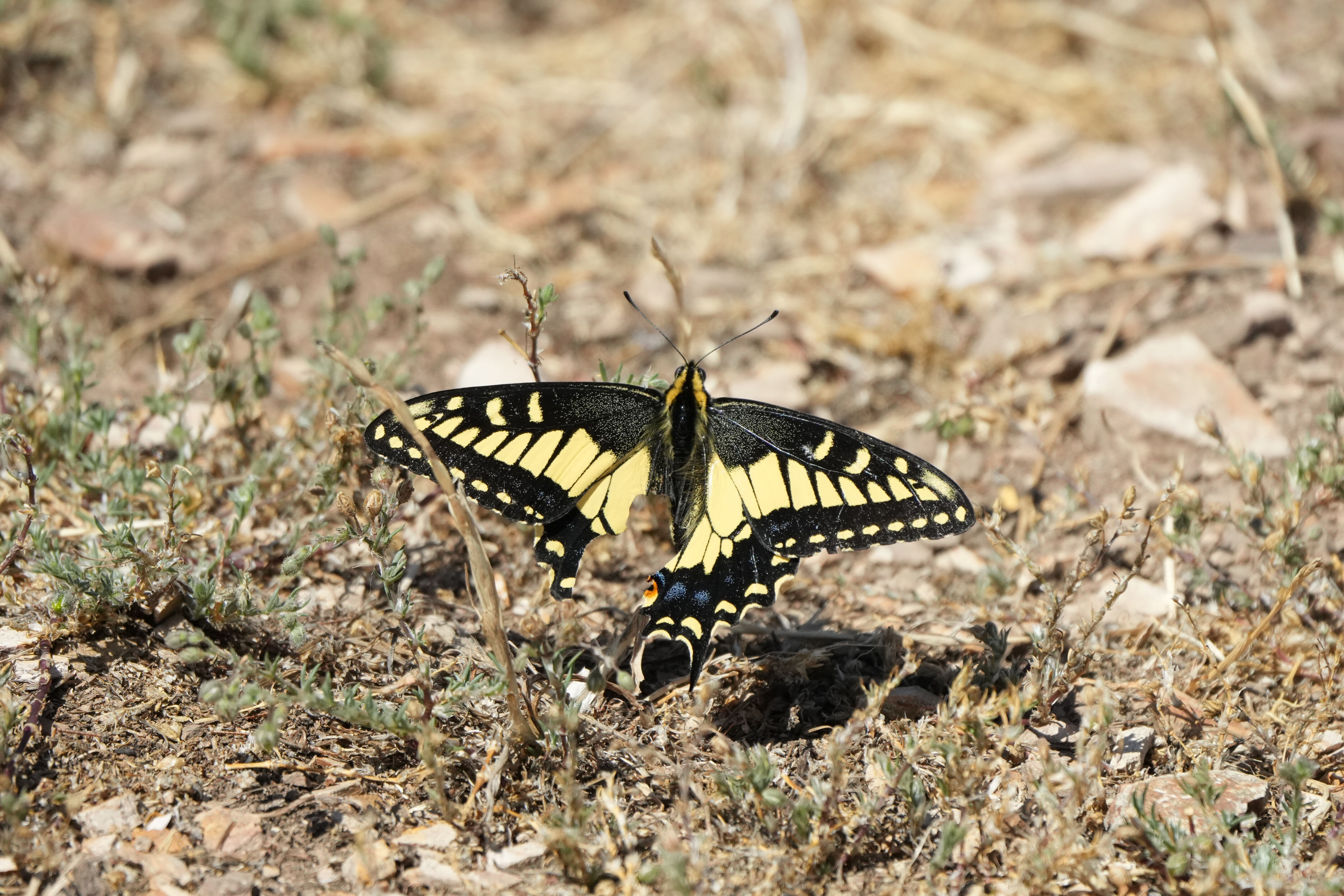 Vargas Plateau Regional Park