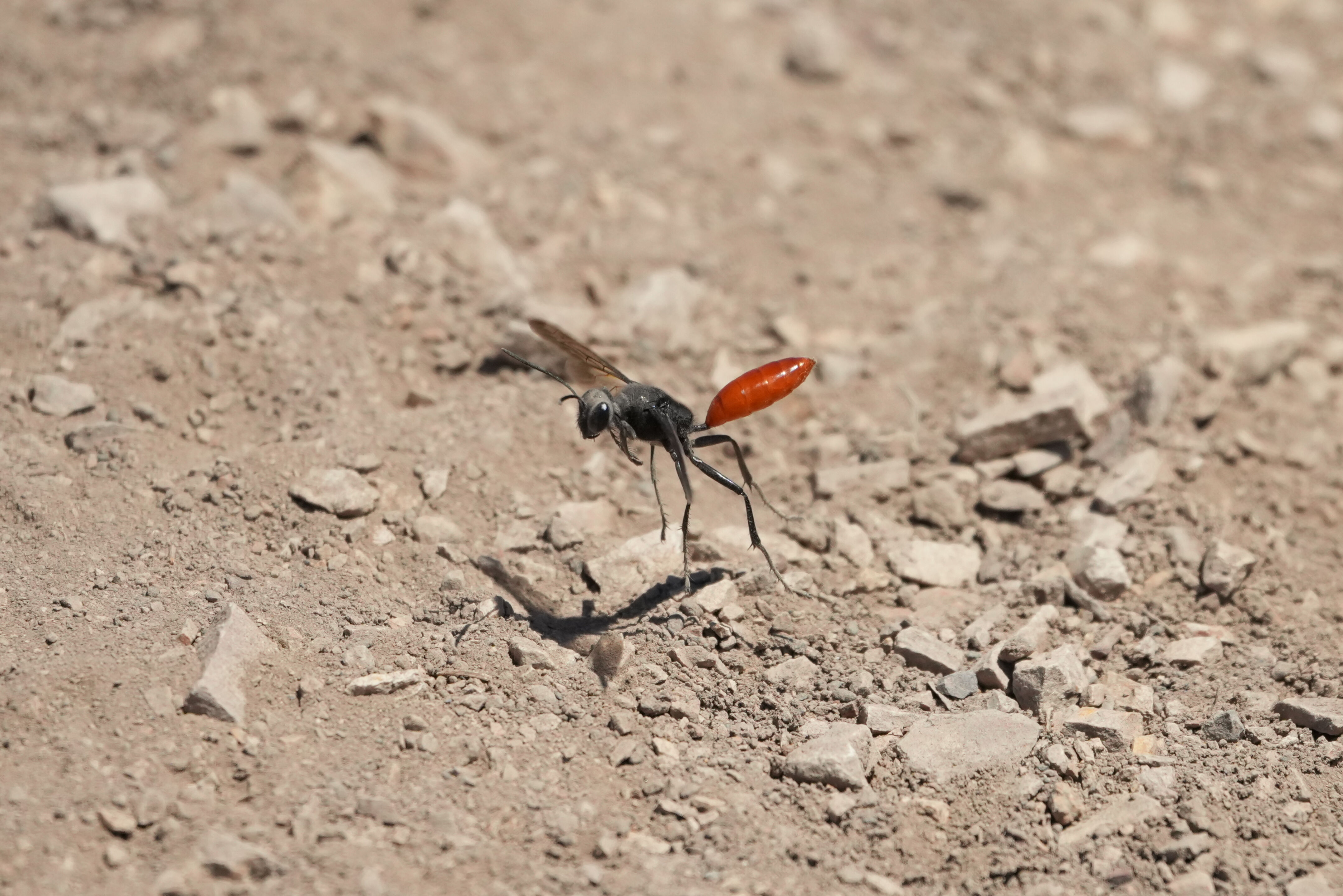Large Thread-Waisted Digger Wasp