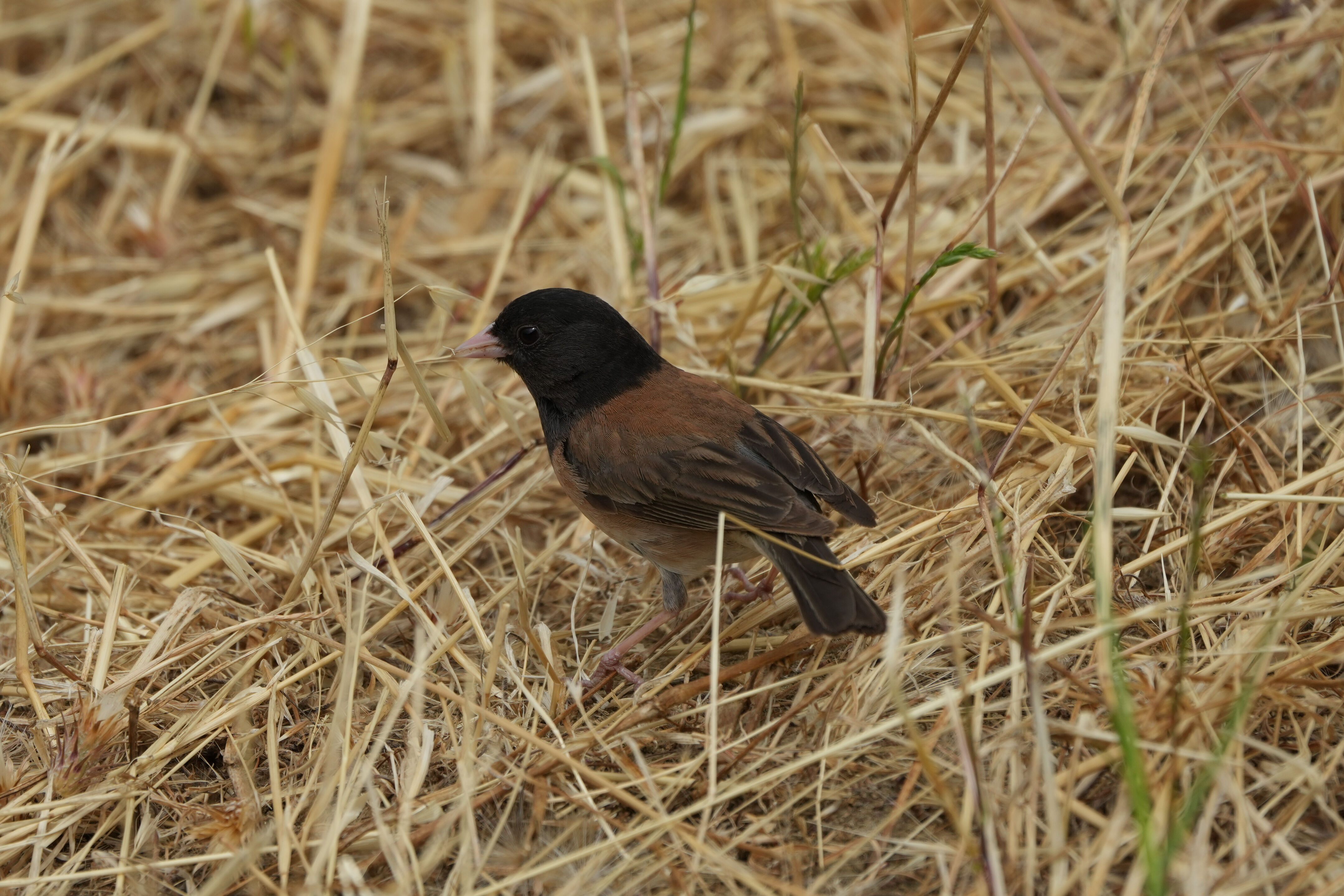 Las Trampas Wilderness Regional Preserve