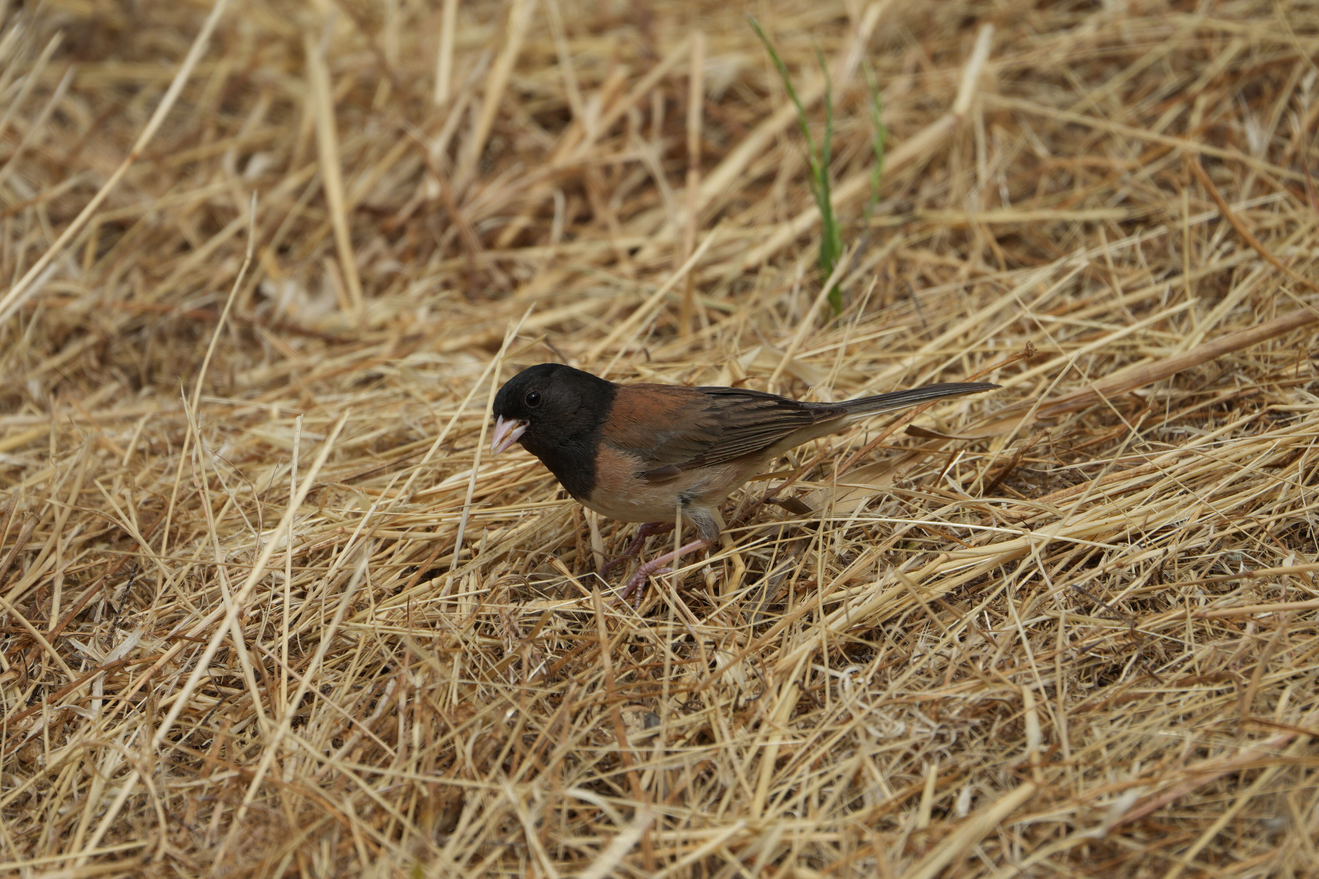 Las Trampas Wilderness Regional Preserve