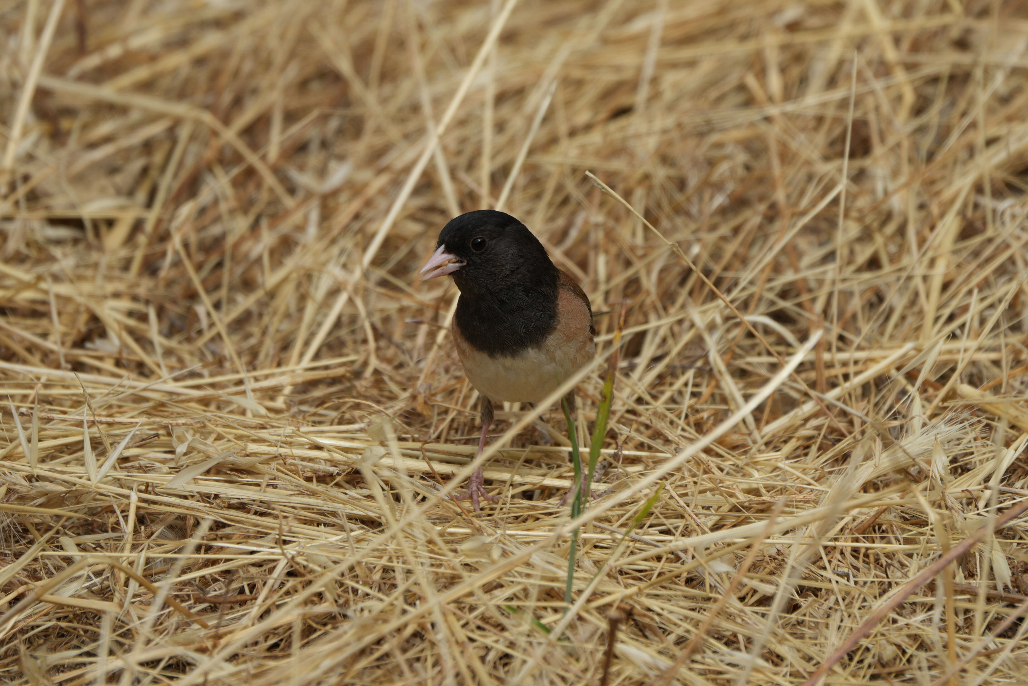 Las Trampas Wilderness Regional Preserve
