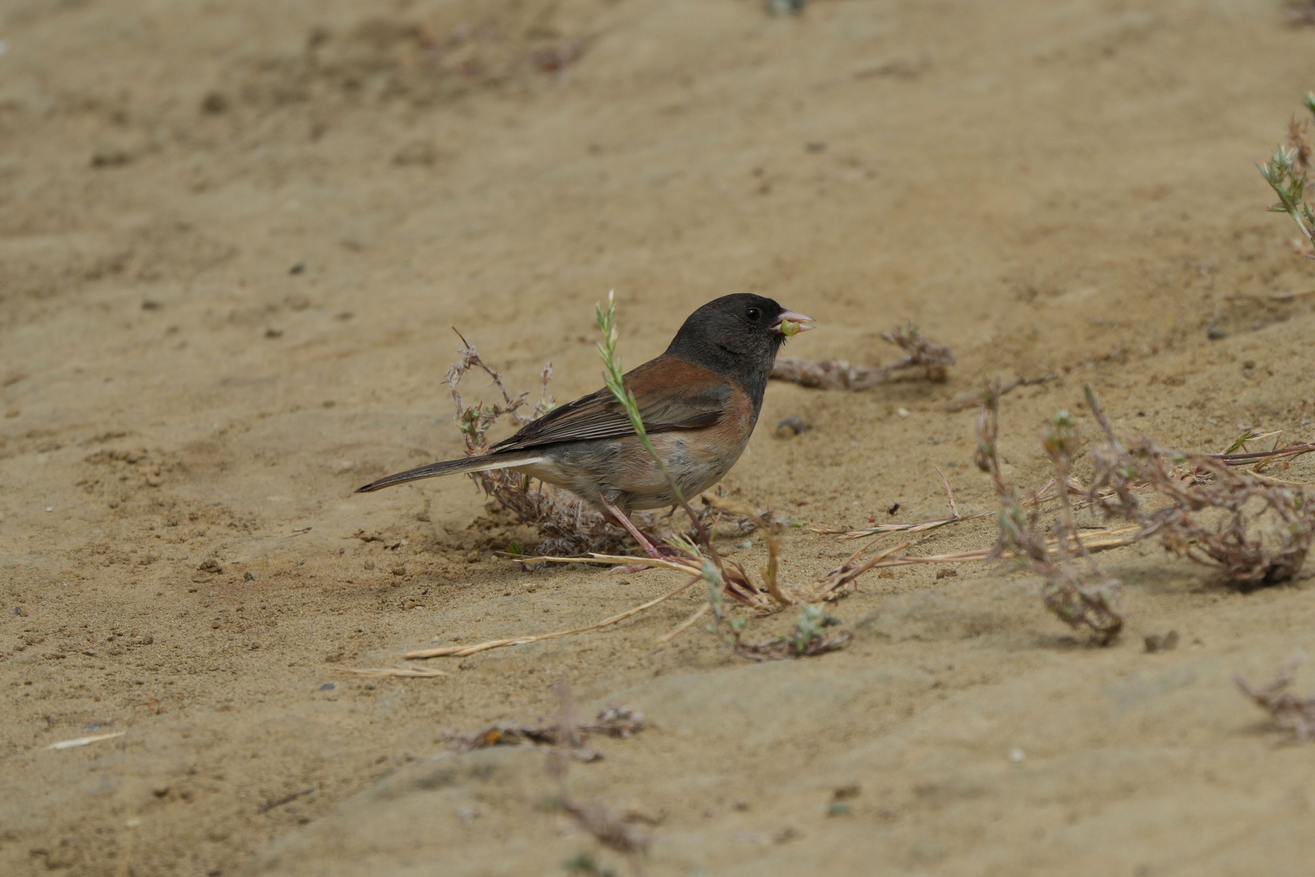 Las Trampas Wilderness Regional Preserve