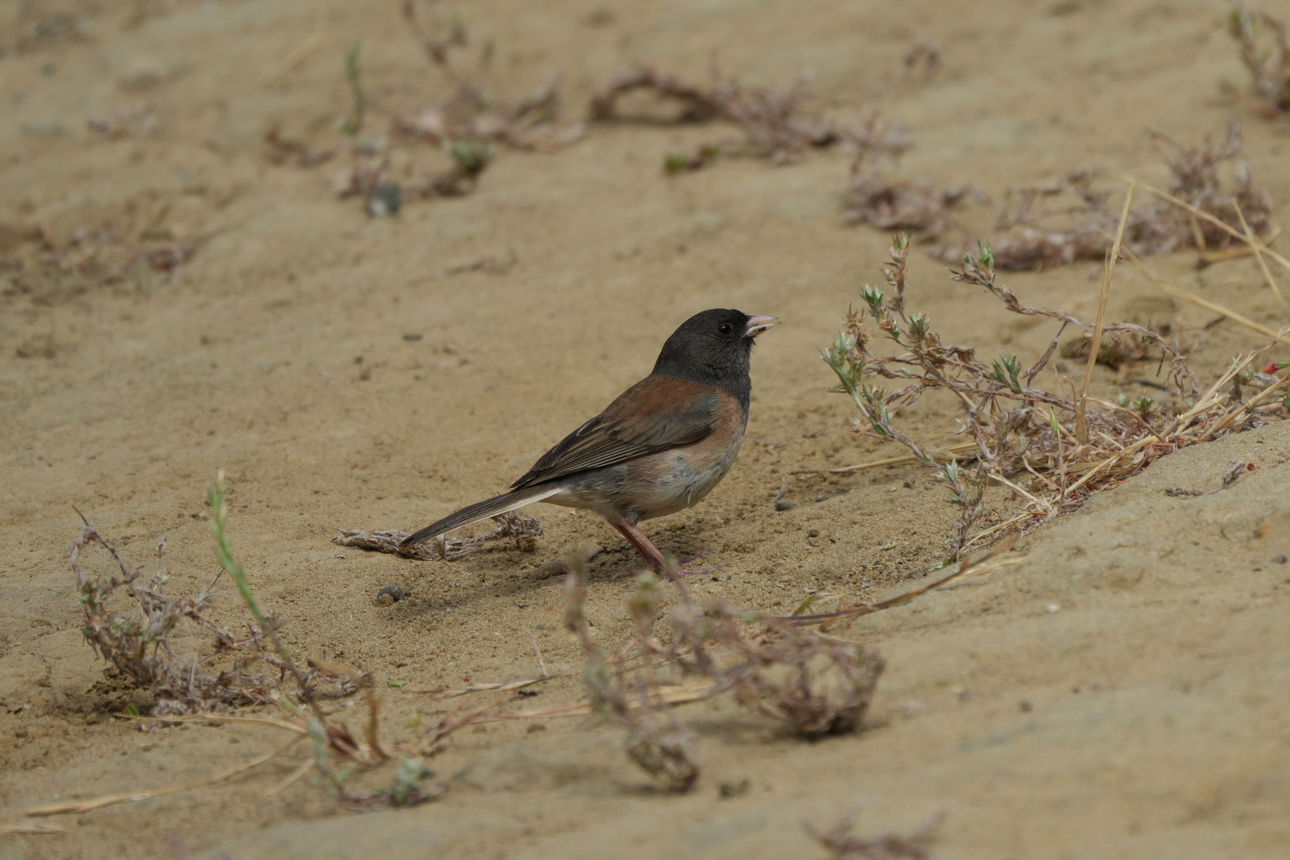 Las Trampas Wilderness Regional Preserve