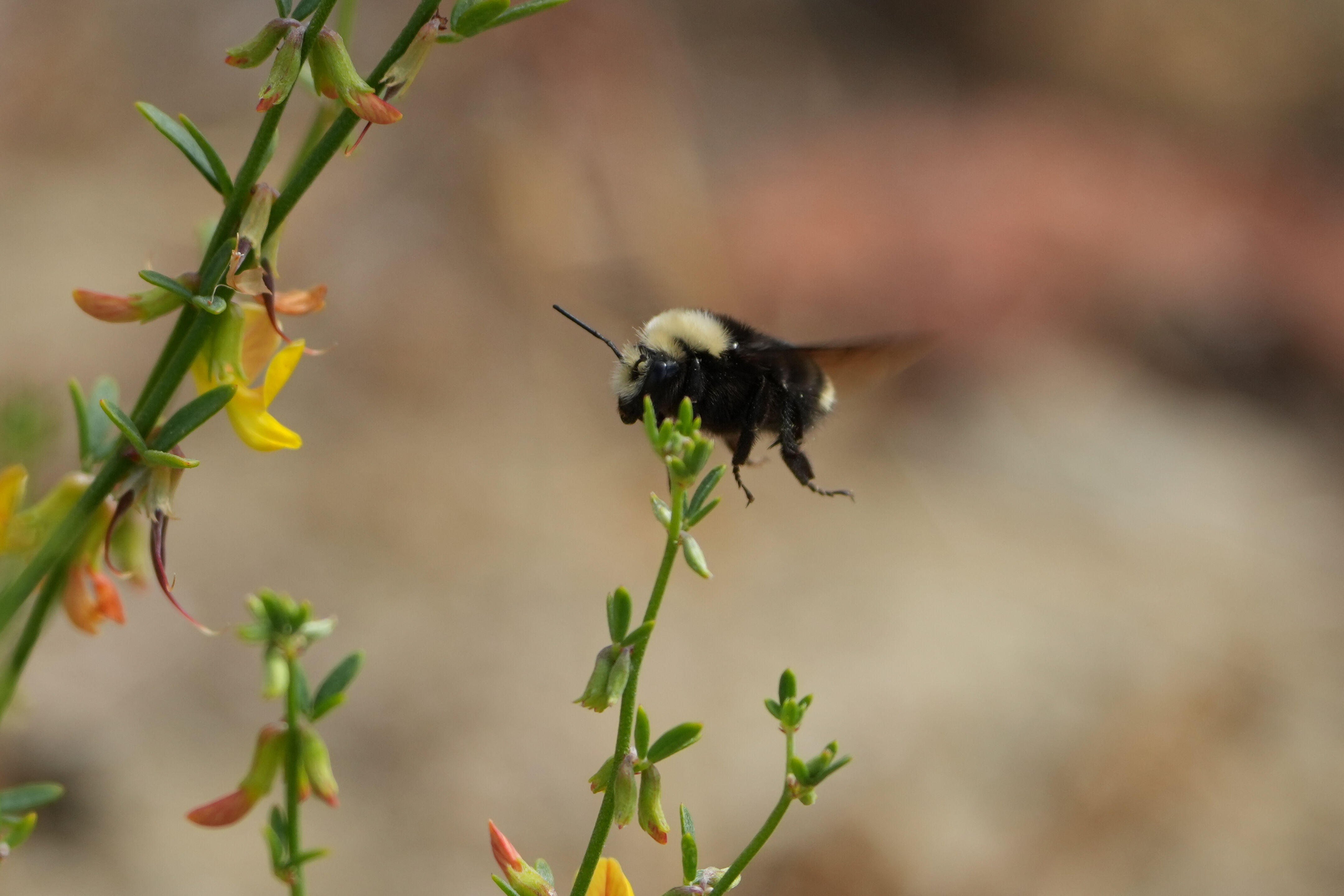 Las Trampas Wilderness Regional Preserve