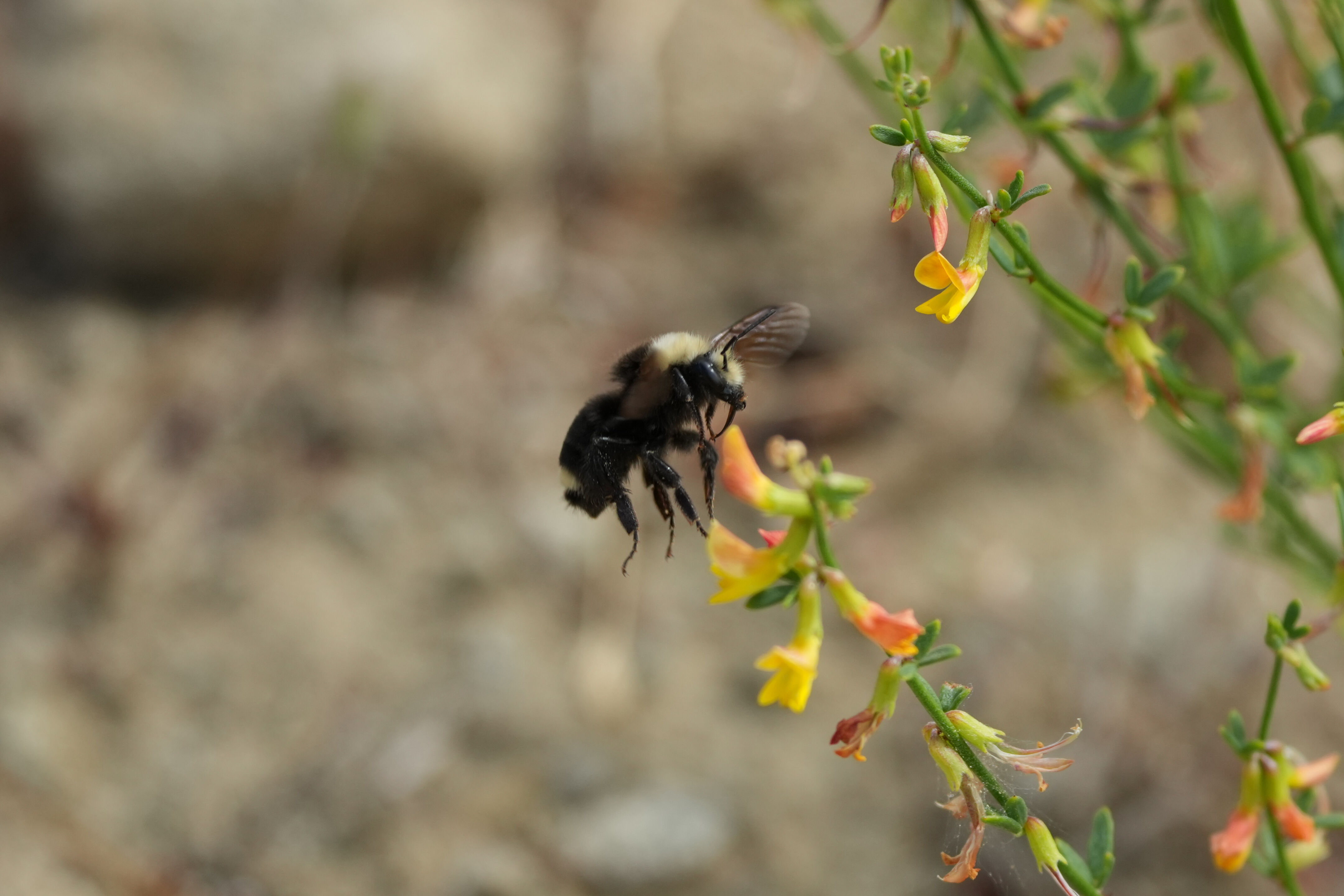 Las Trampas Wilderness Regional Preserve