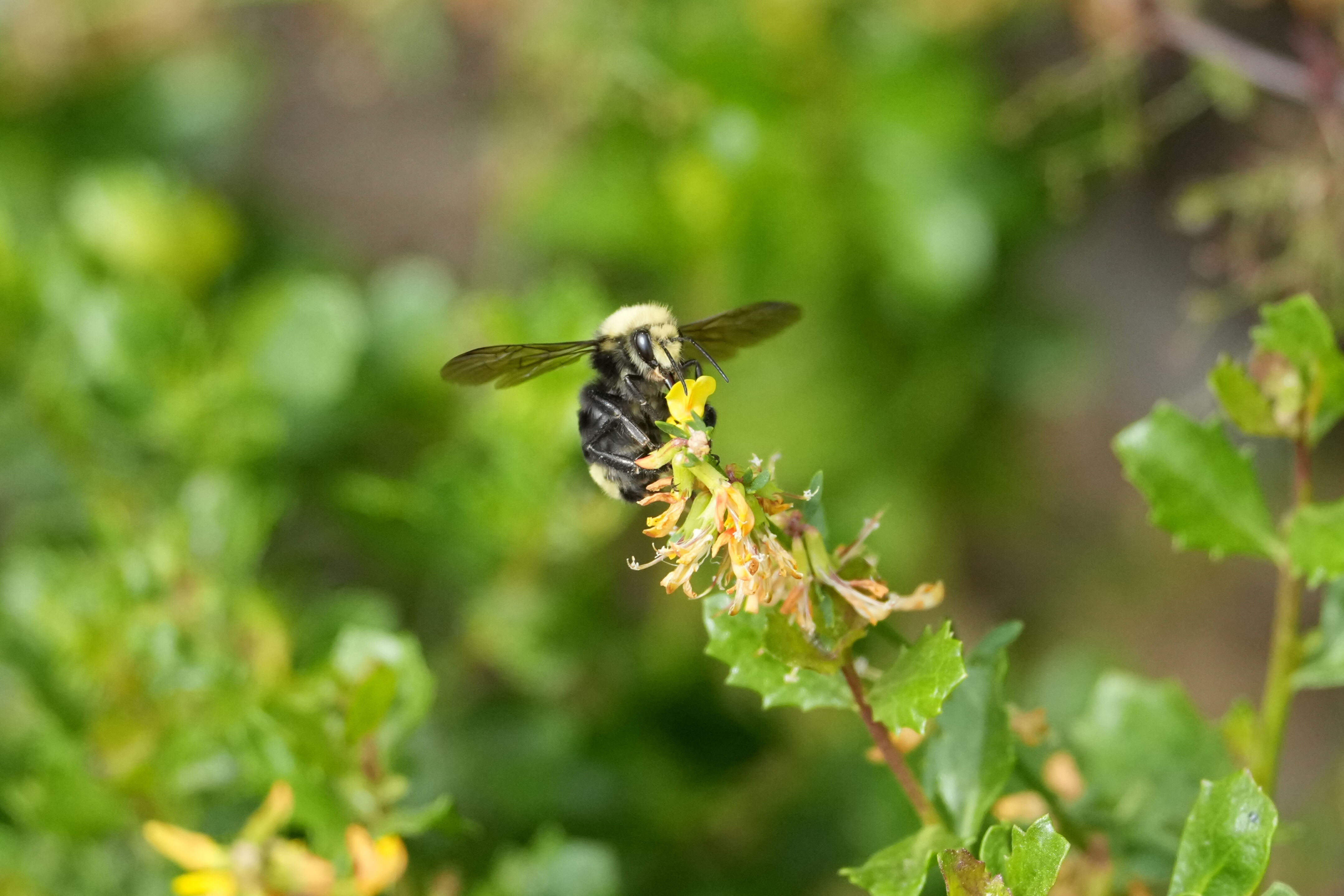 Common Eastern Bumble Bee