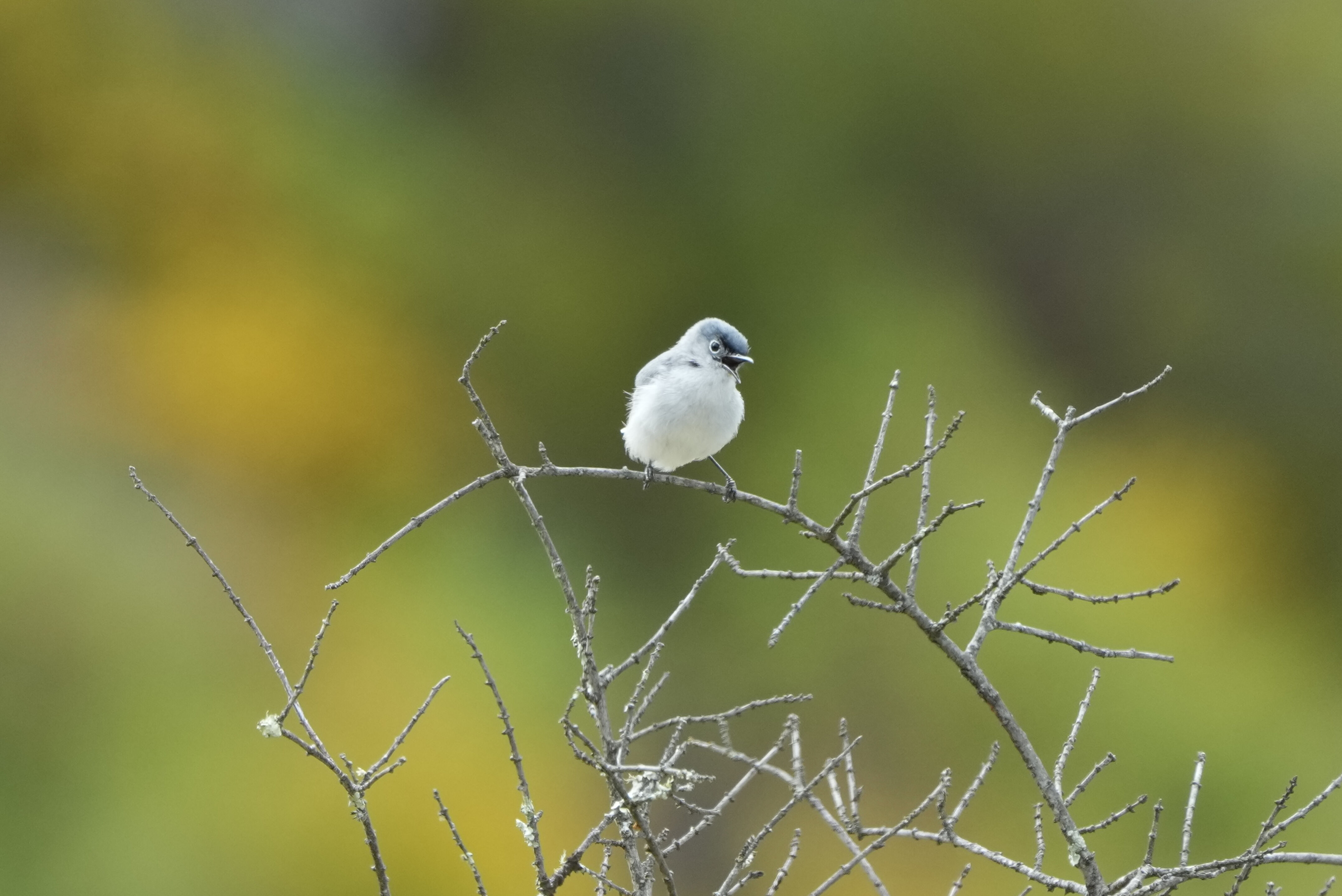 Las Trampas Wilderness Regional Preserve