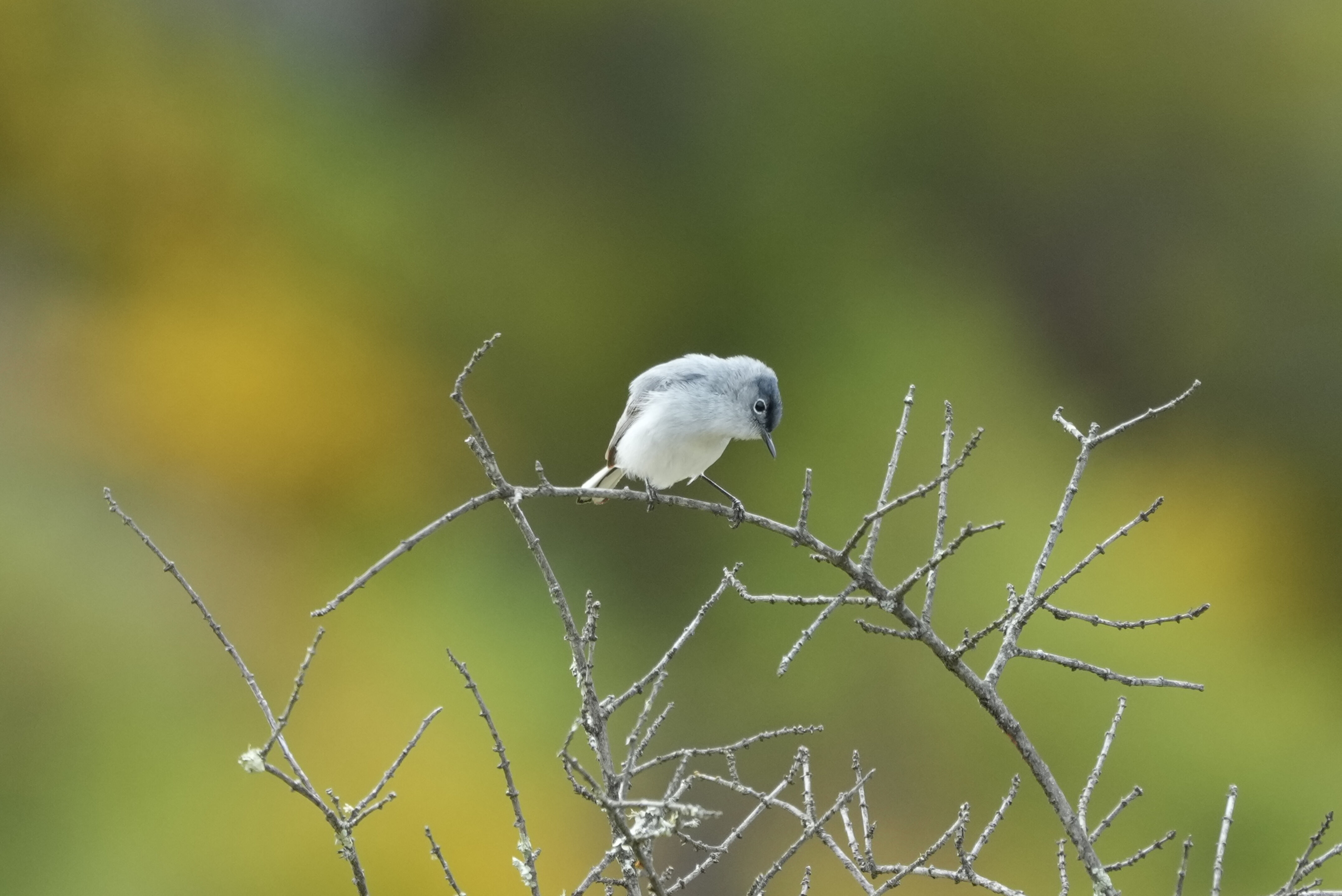 Las Trampas Wilderness Regional Preserve