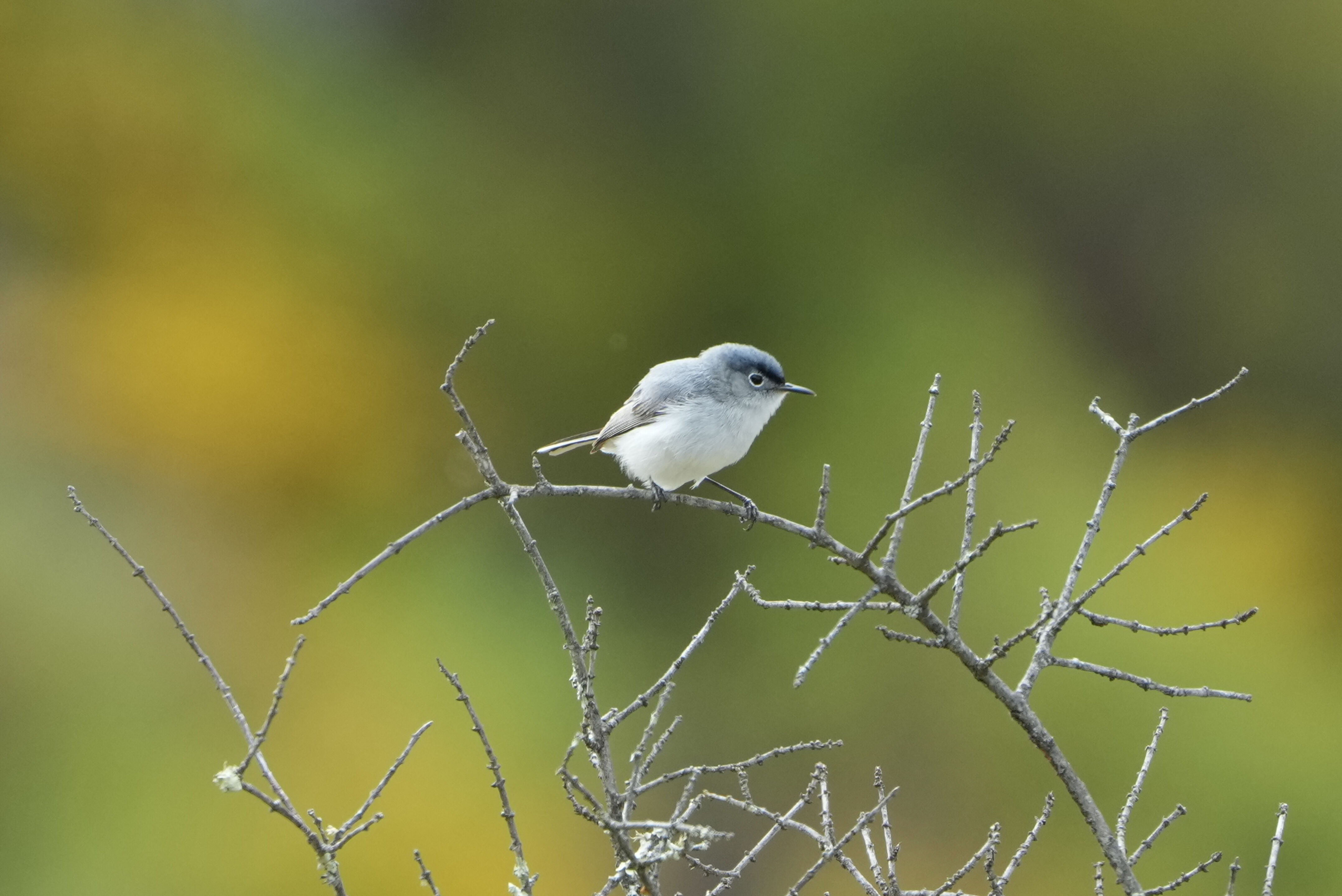 Las Trampas Wilderness Regional Preserve