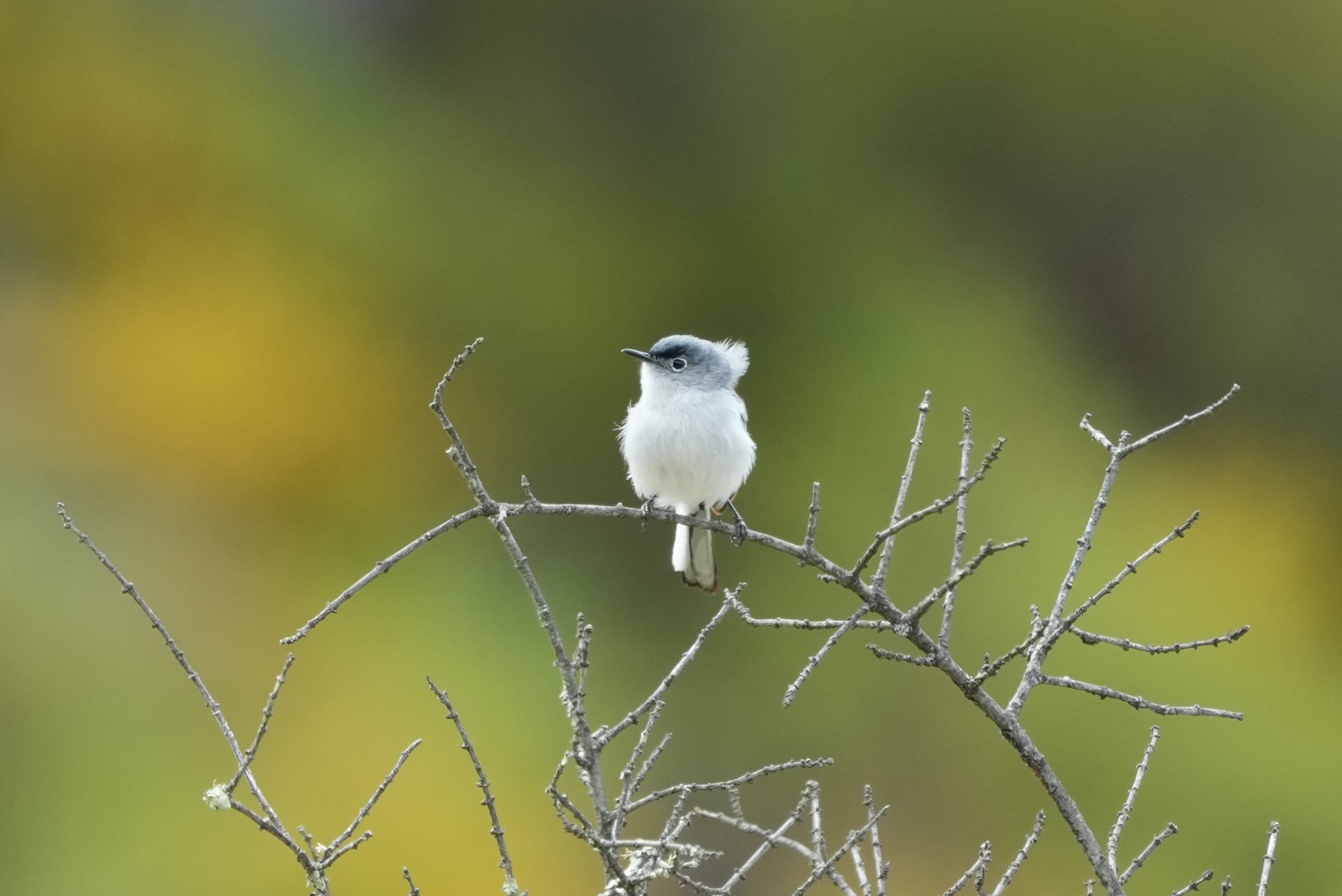 Las Trampas Wilderness Regional Preserve