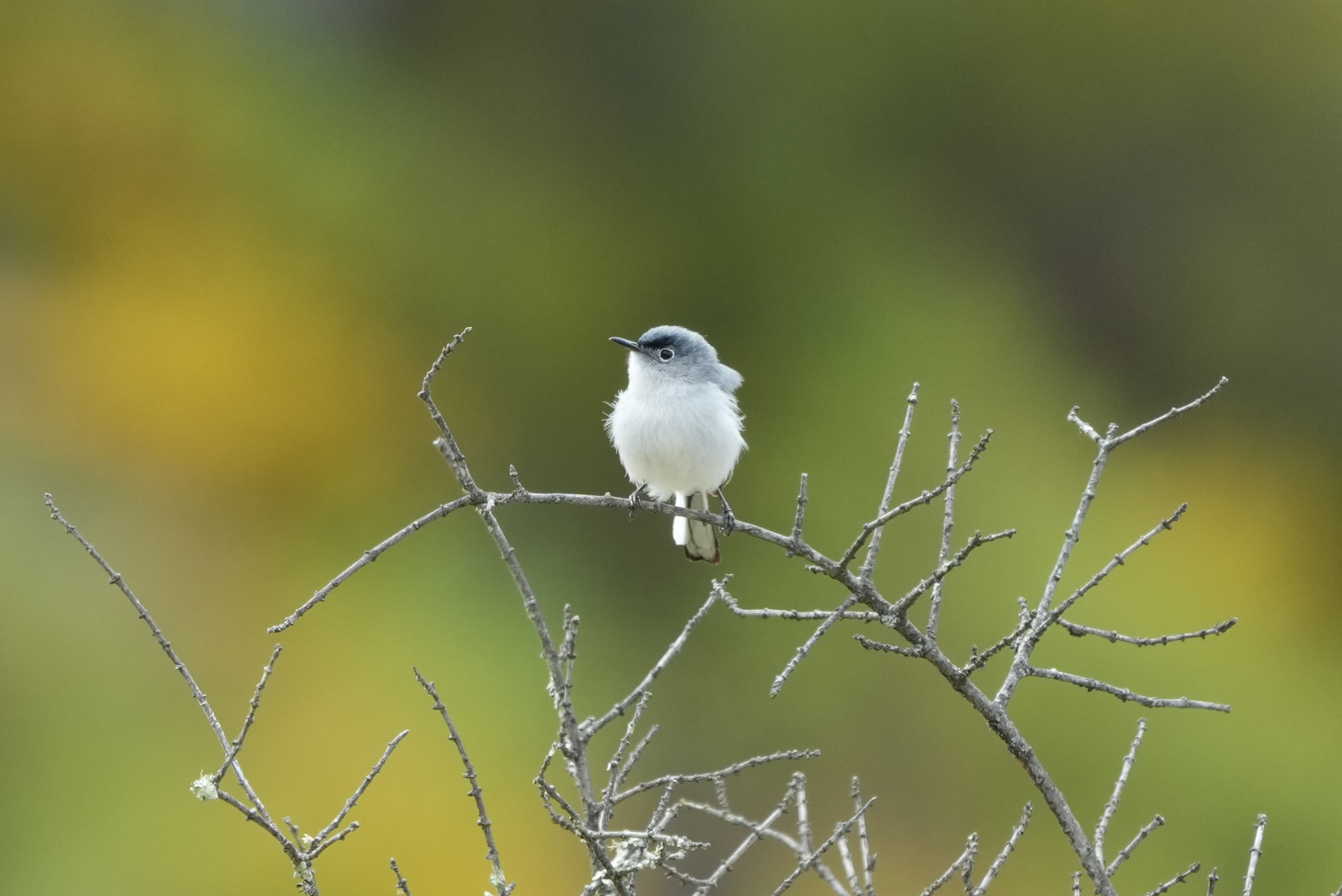 Las Trampas Wilderness Regional Preserve