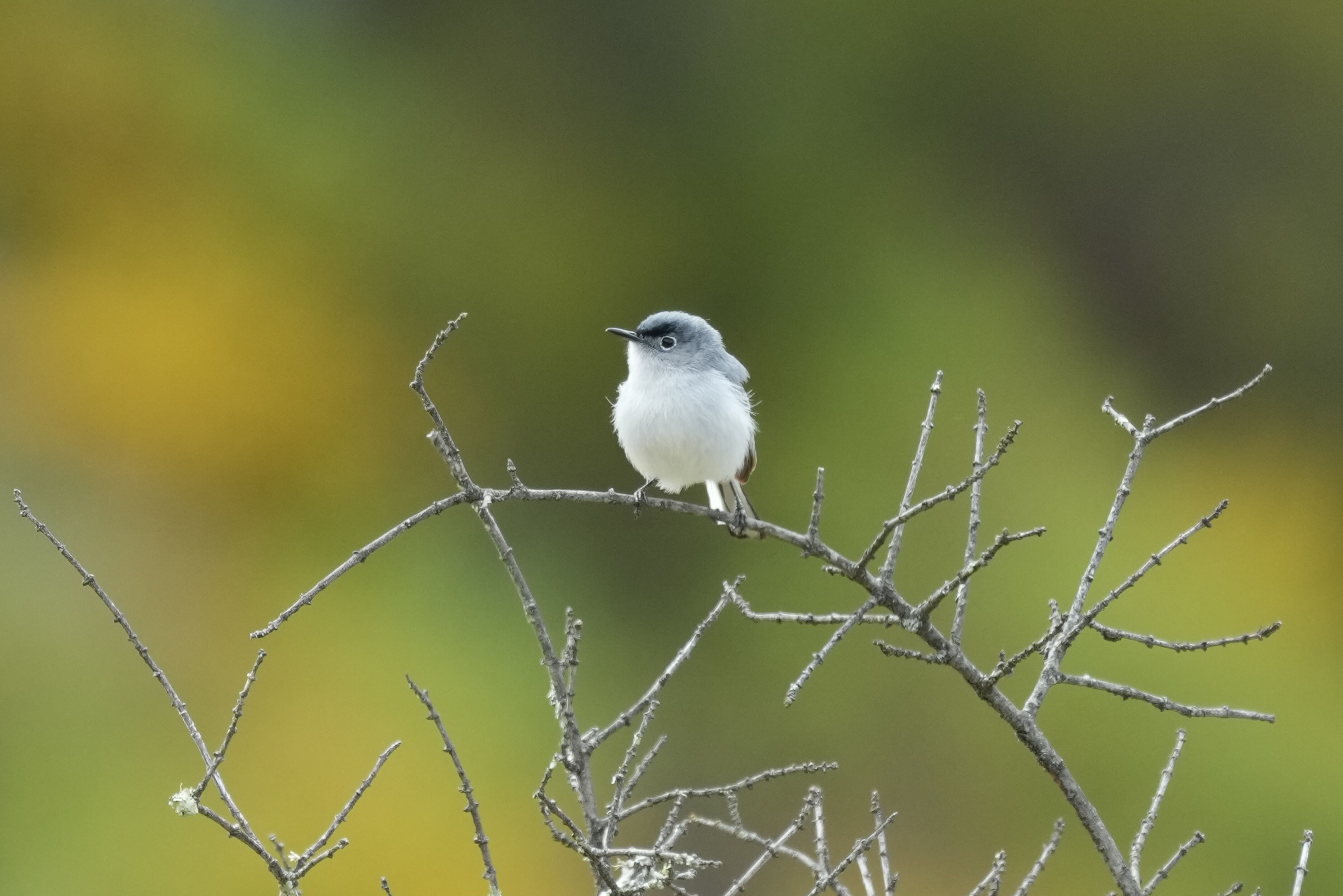 Las Trampas Wilderness Regional Preserve
