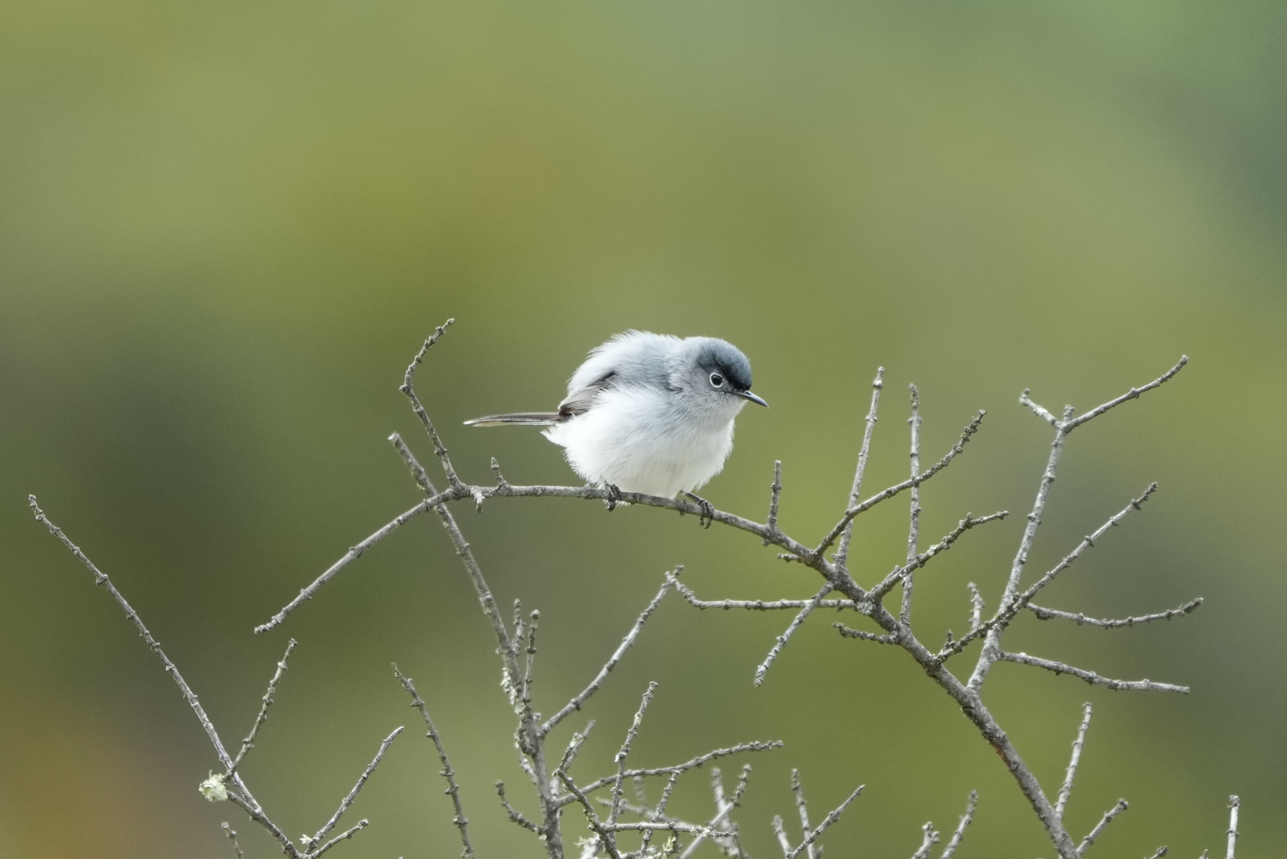Las Trampas Wilderness Regional Preserve