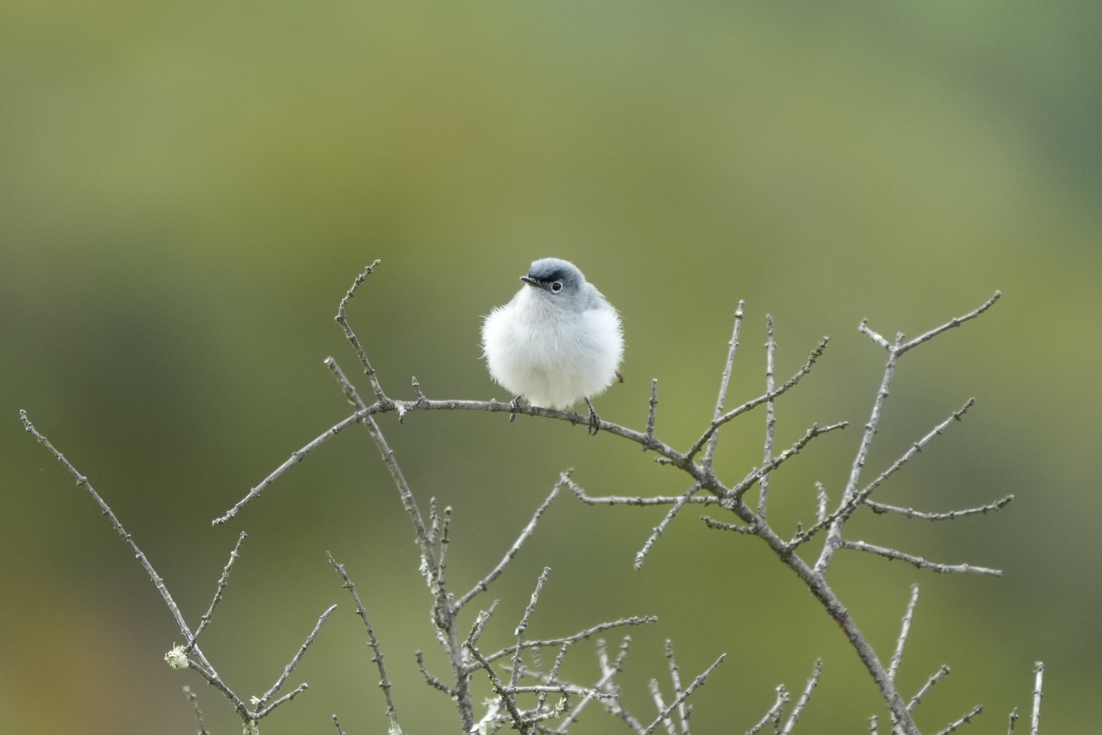 Las Trampas Wilderness Regional Preserve