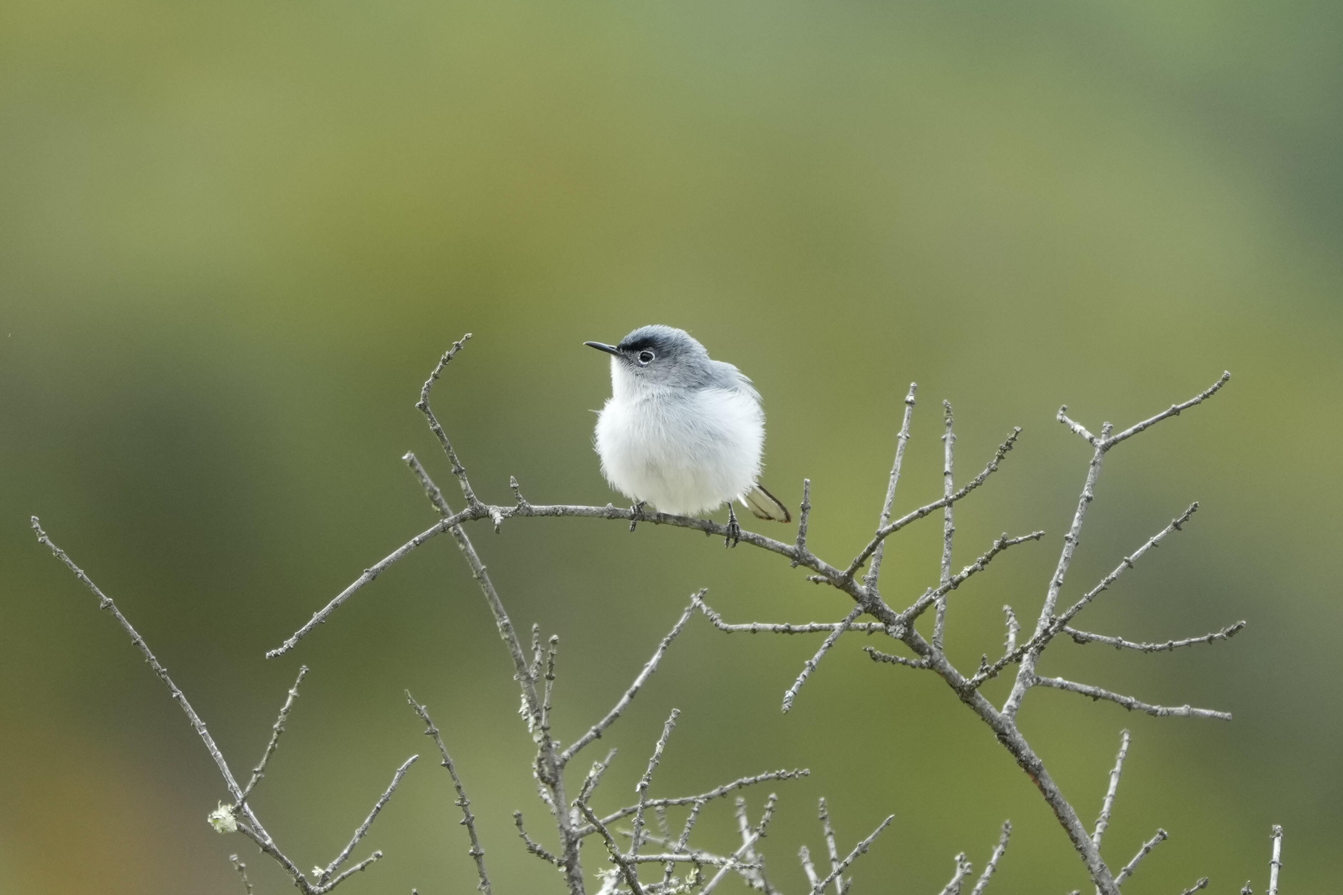 Las Trampas Wilderness Regional Preserve