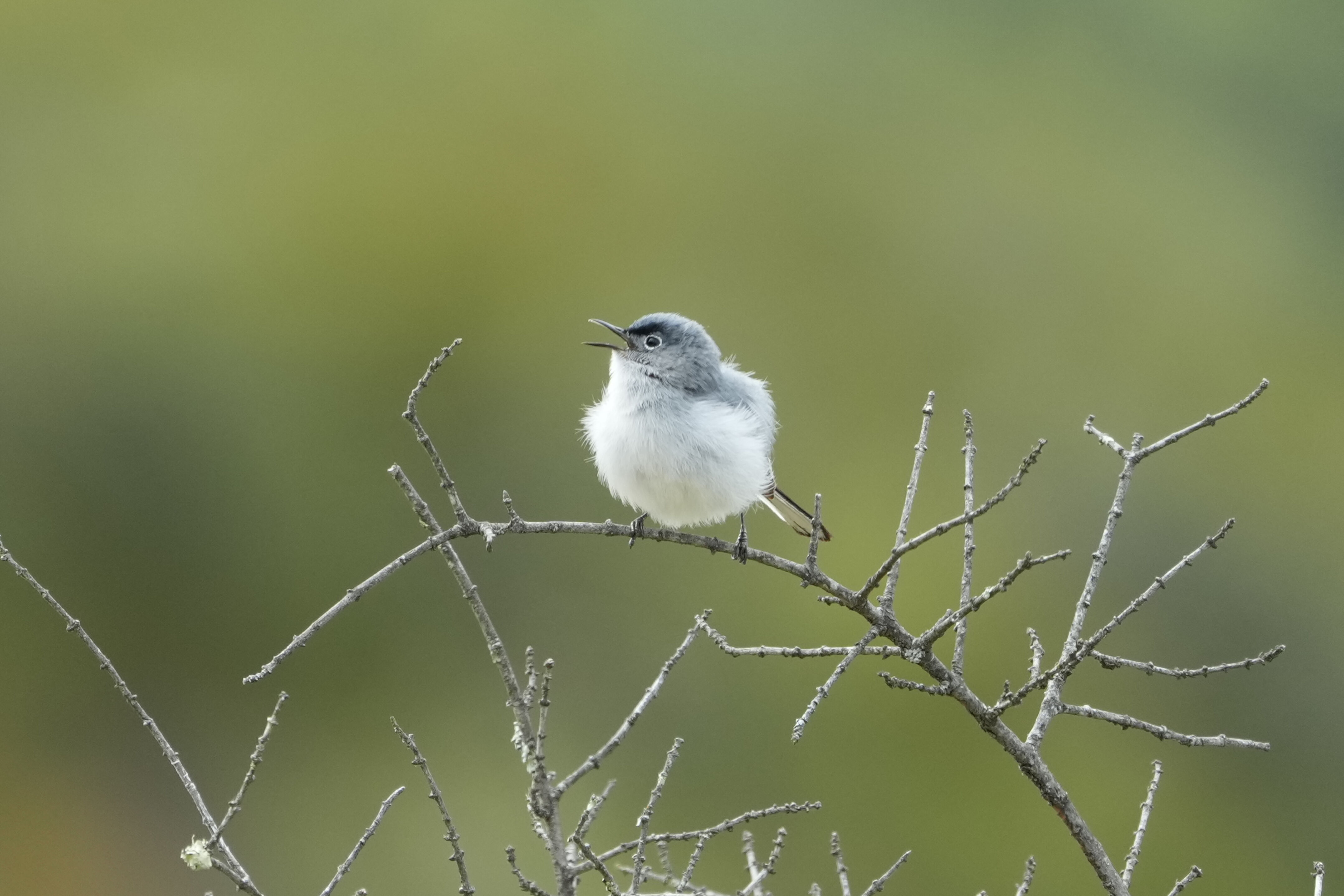 Las Trampas Wilderness Regional Preserve