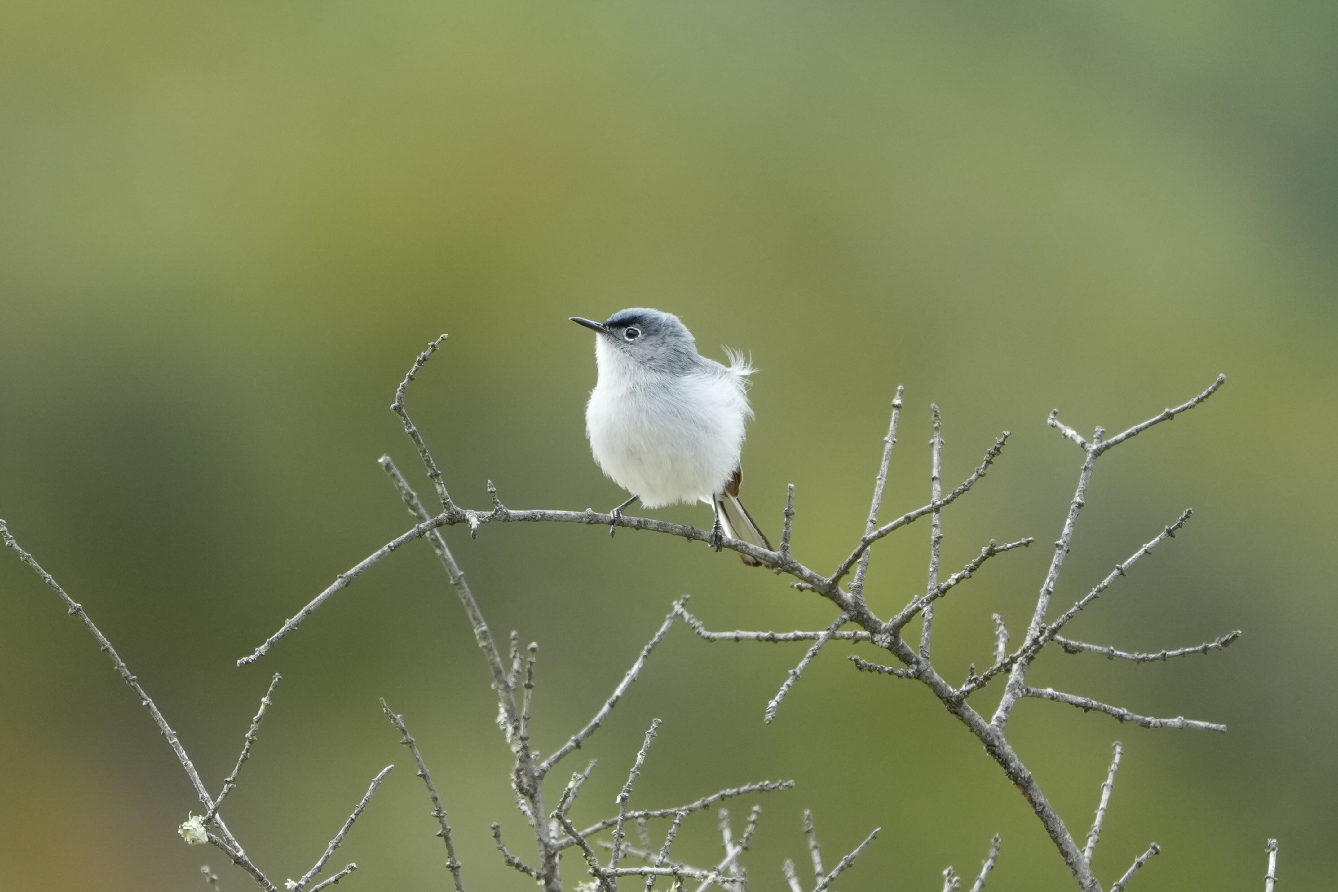 Las Trampas Wilderness Regional Preserve