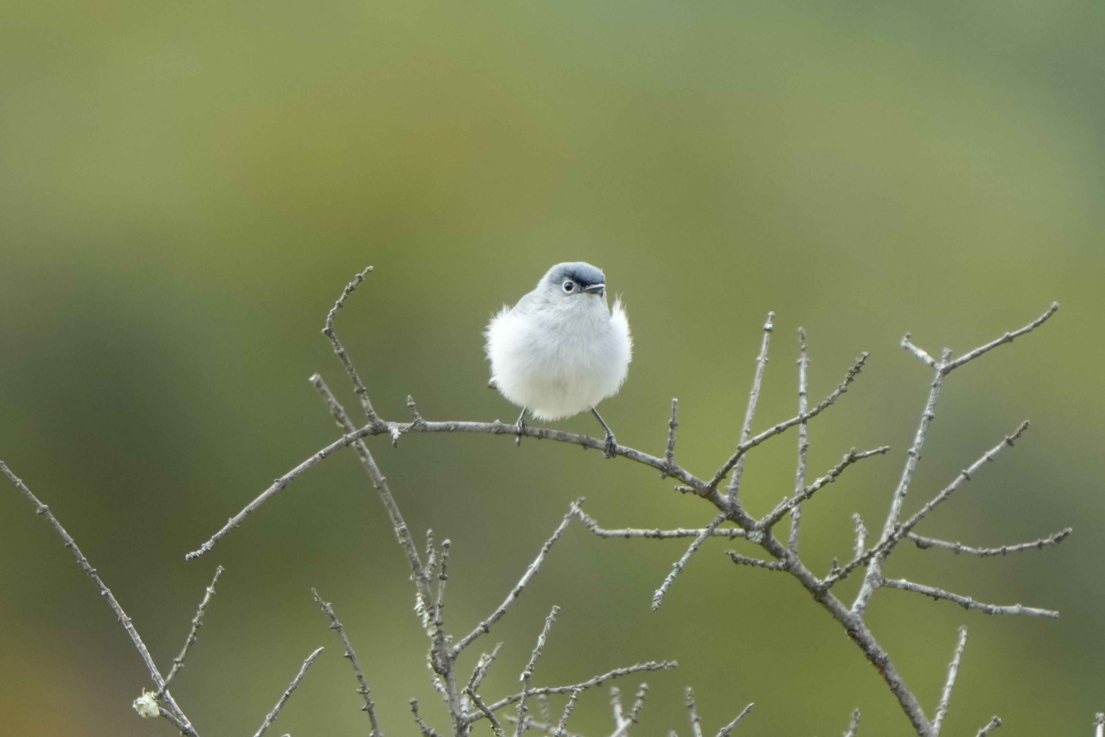 Las Trampas Wilderness Regional Preserve