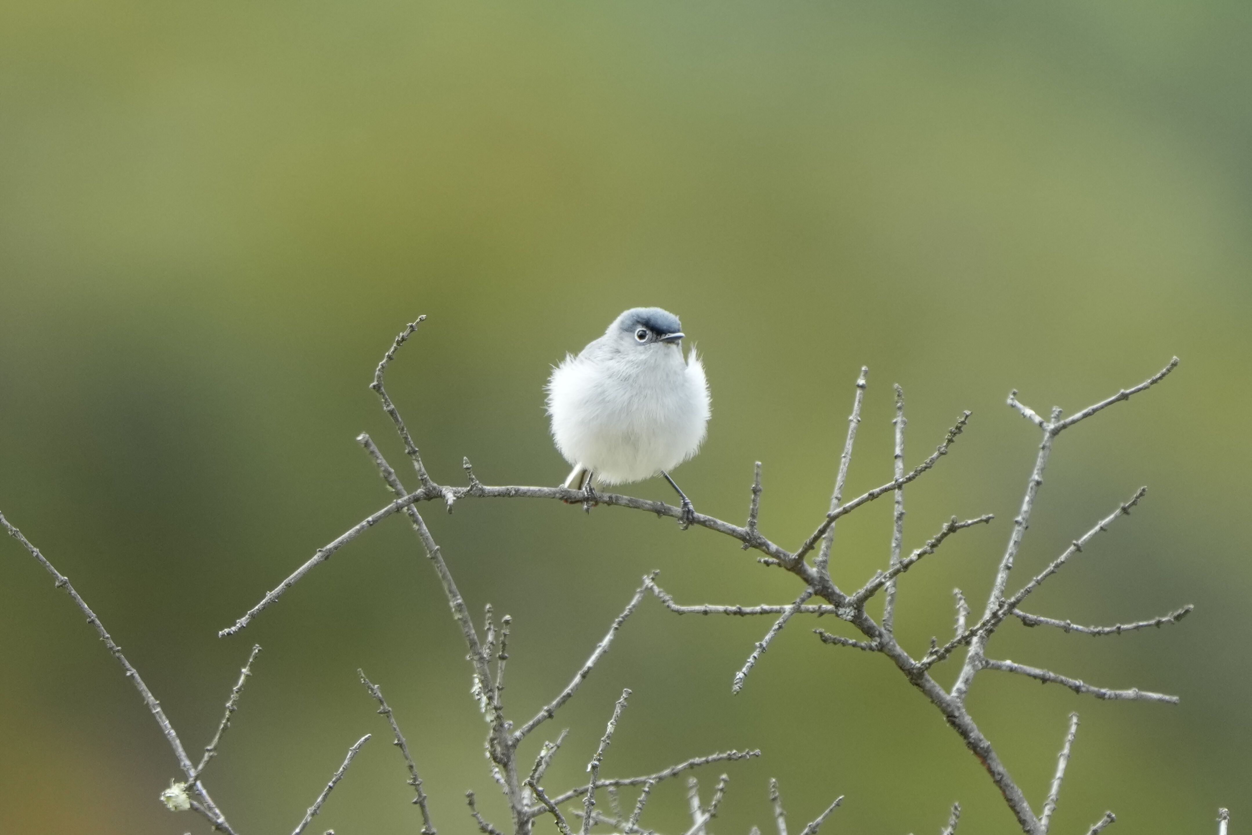Las Trampas Wilderness Regional Preserve
