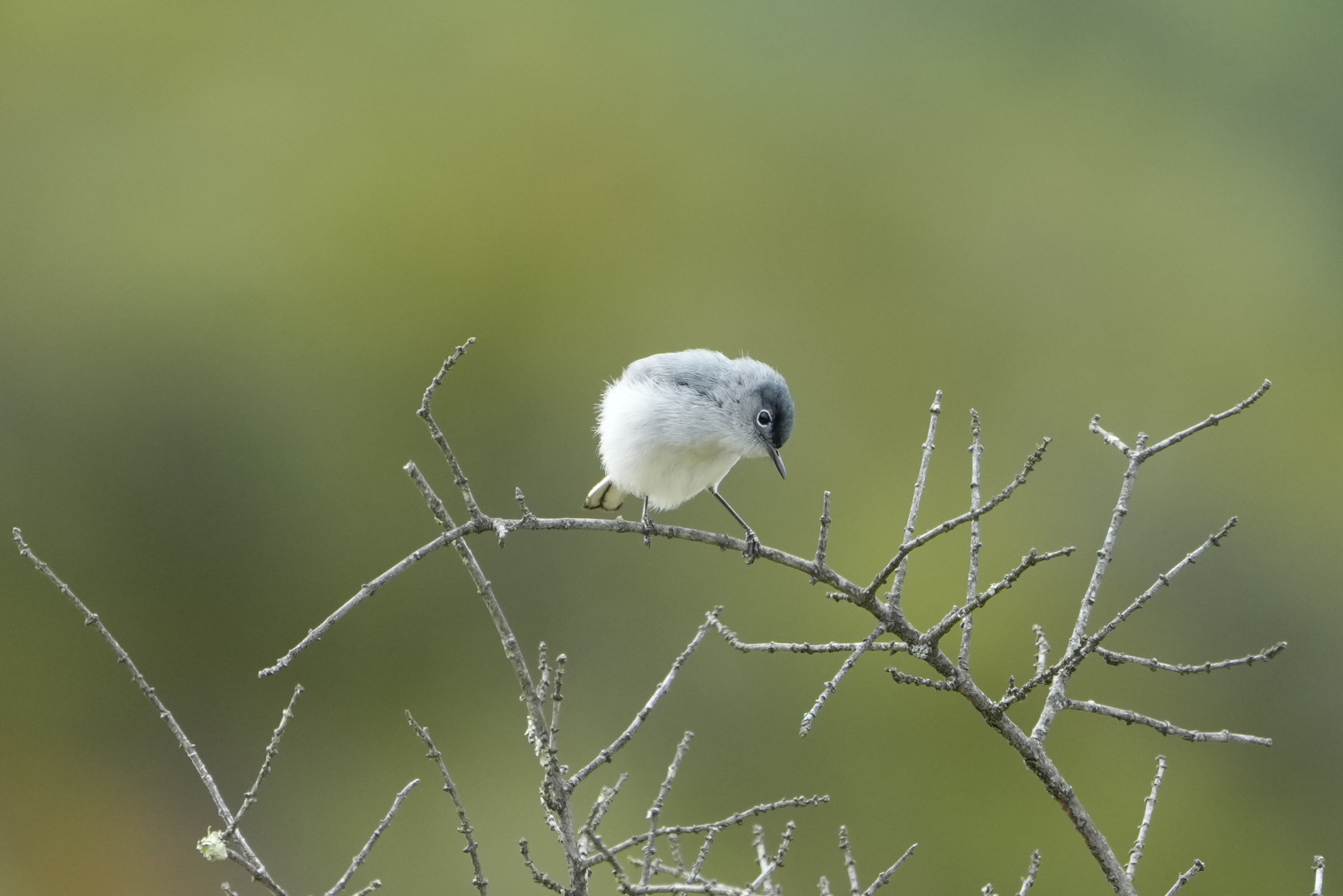 Las Trampas Wilderness Regional Preserve