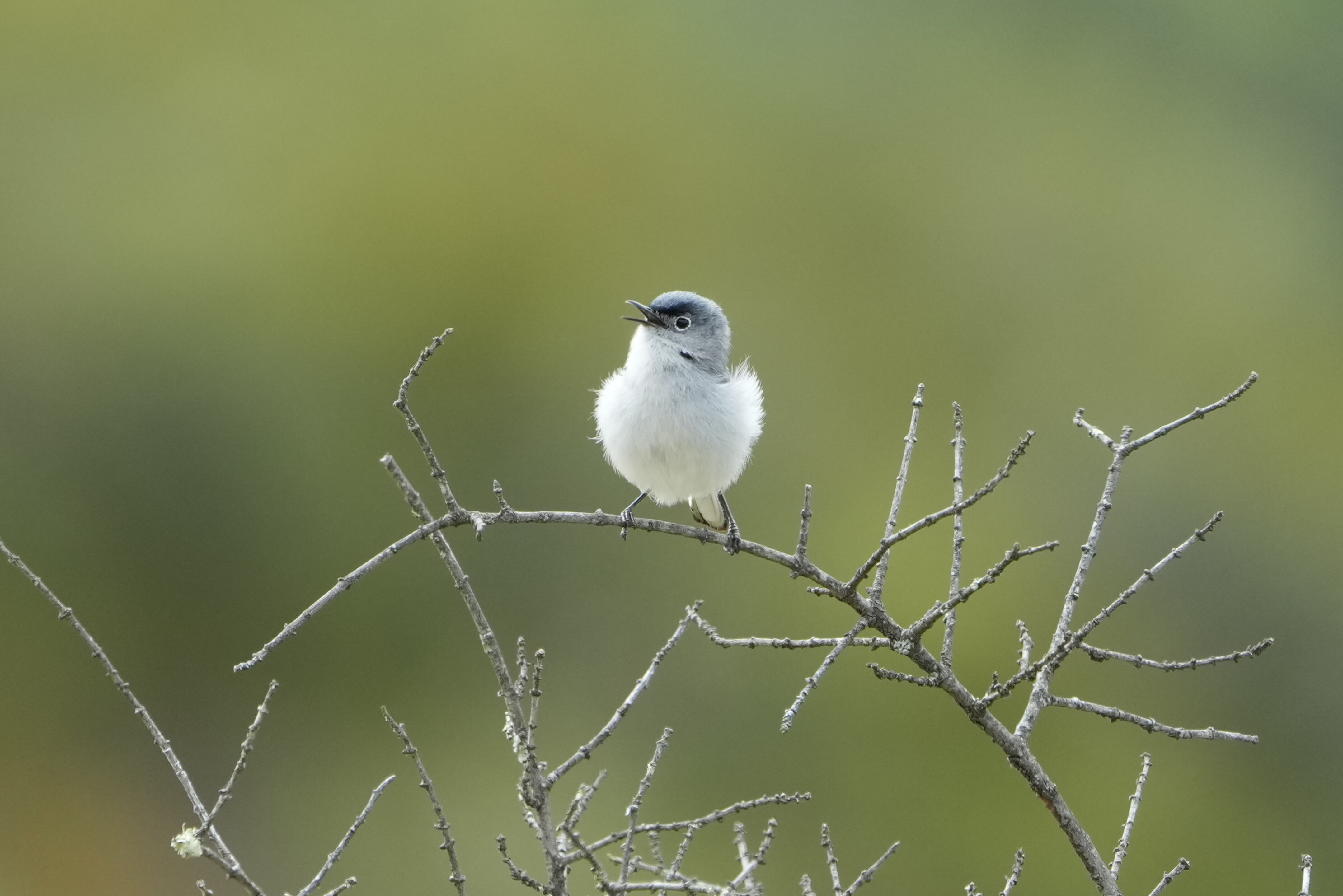 Las Trampas Wilderness Regional Preserve