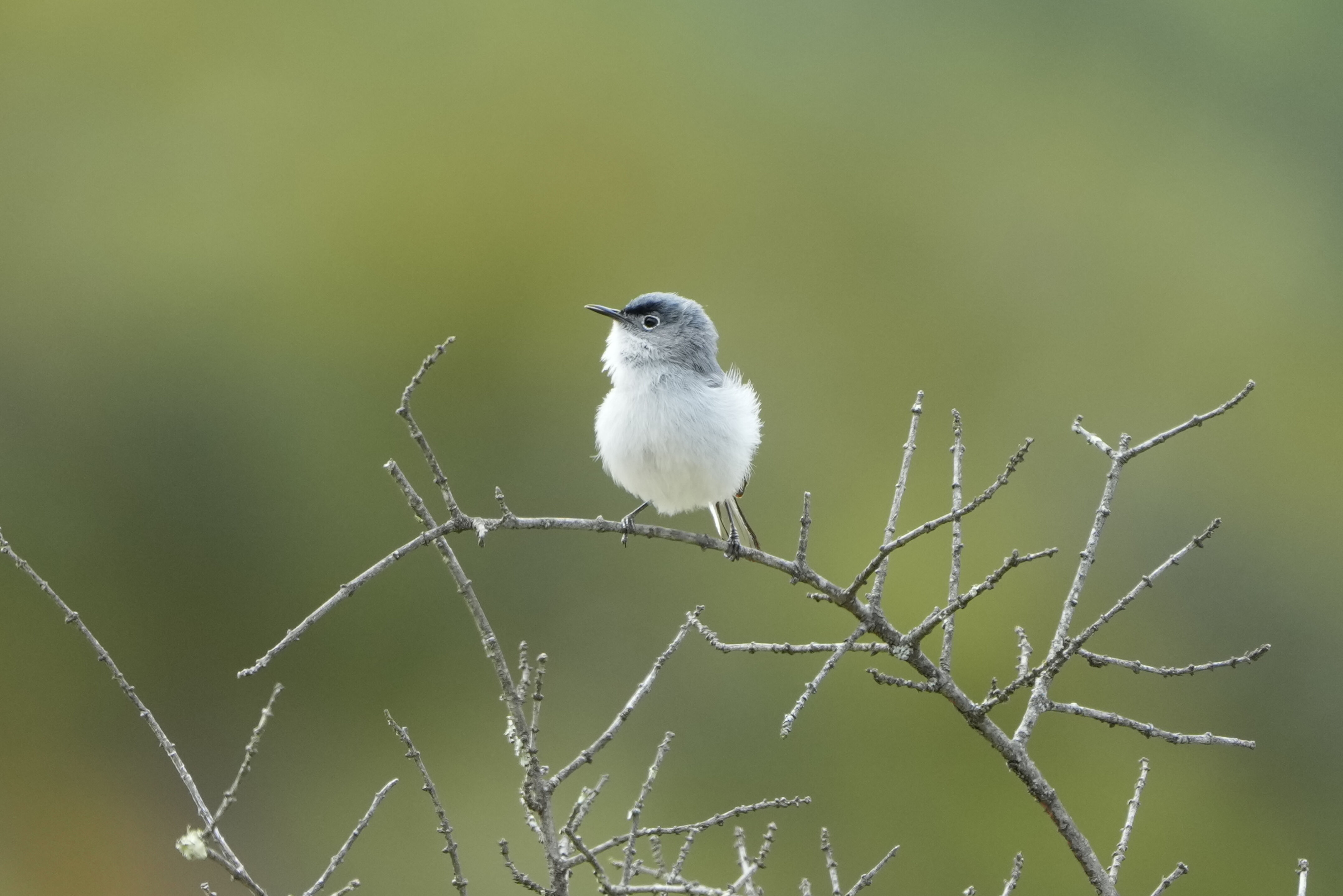 Las Trampas Wilderness Regional Preserve
