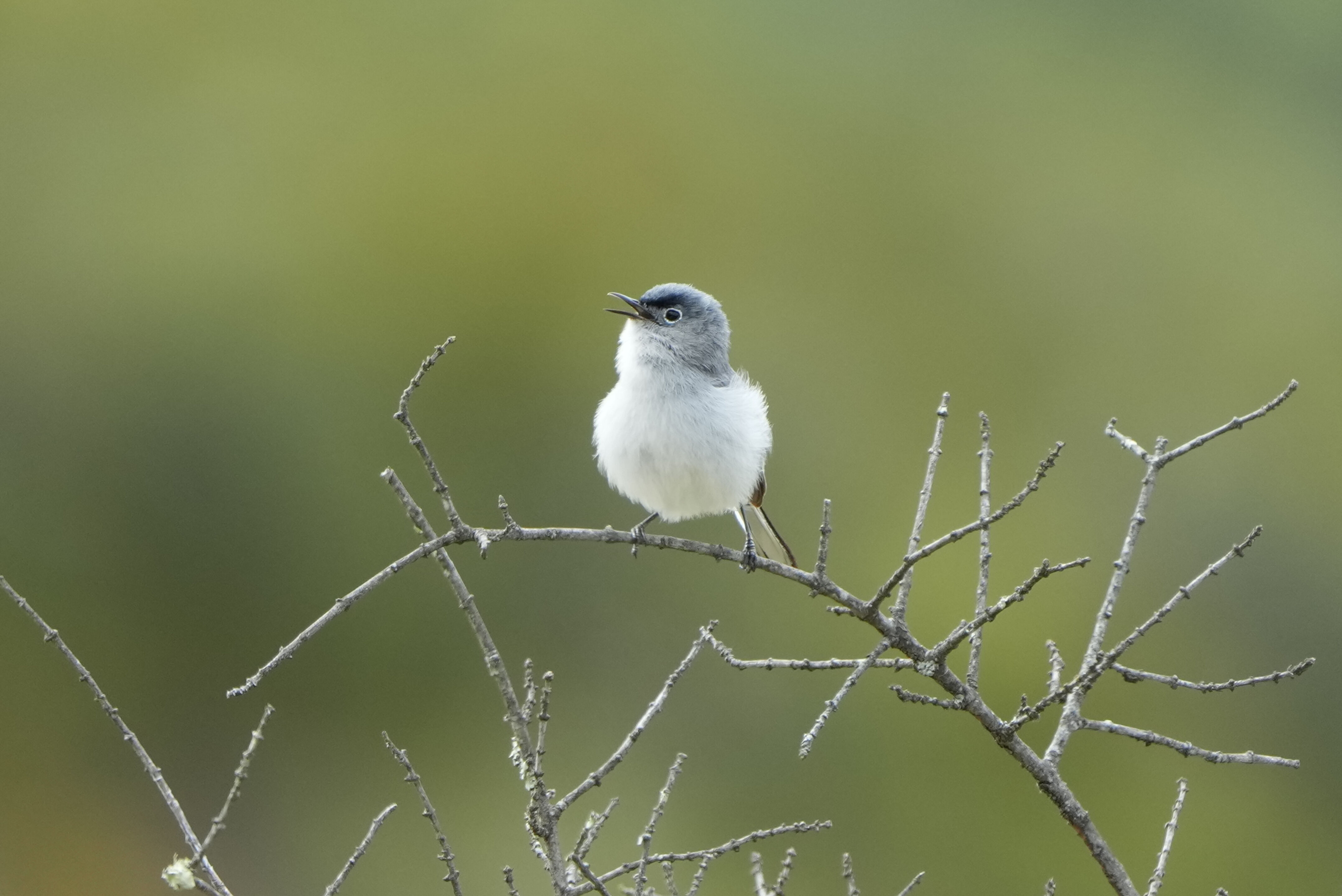 Las Trampas Wilderness Regional Preserve