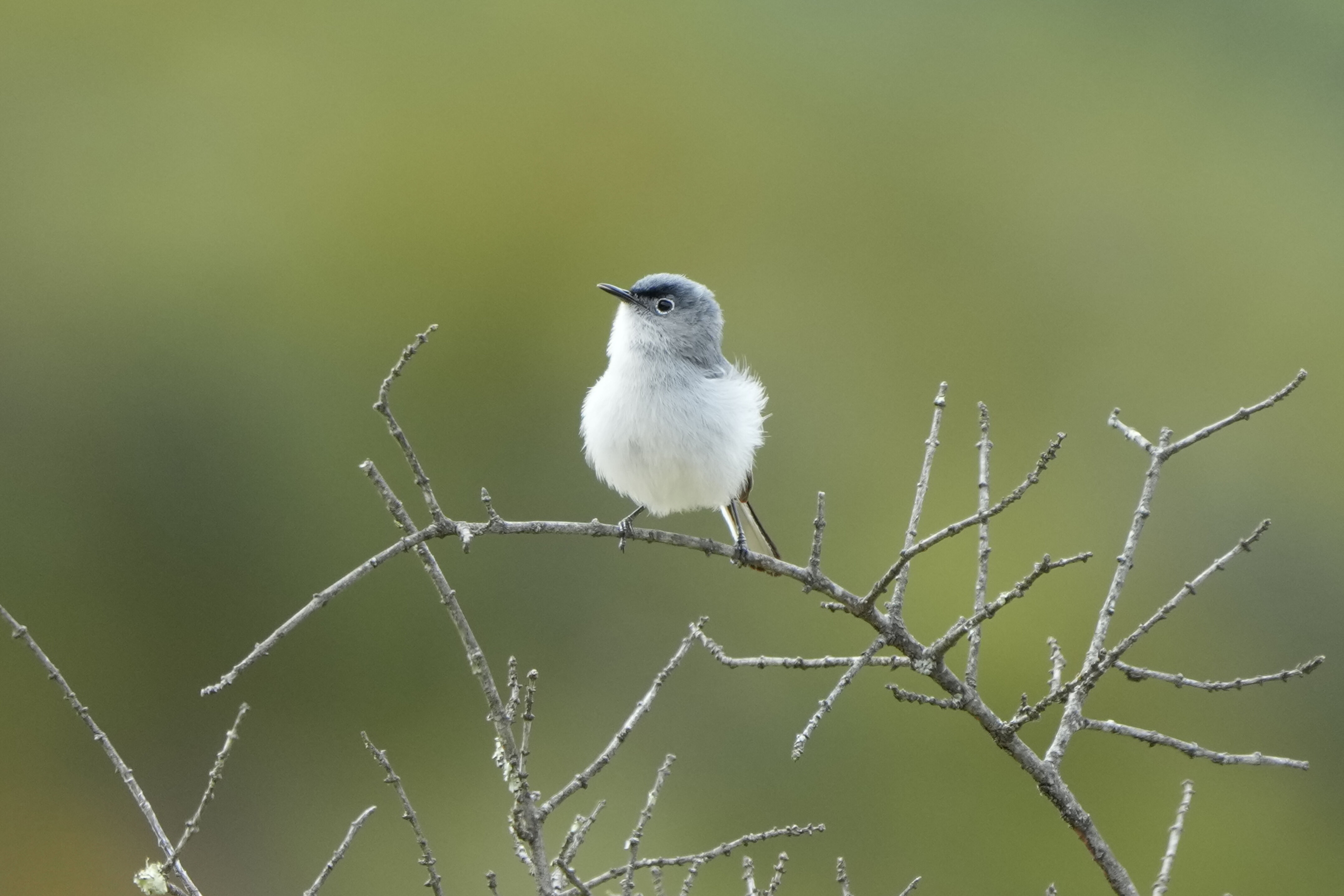 Las Trampas Wilderness Regional Preserve