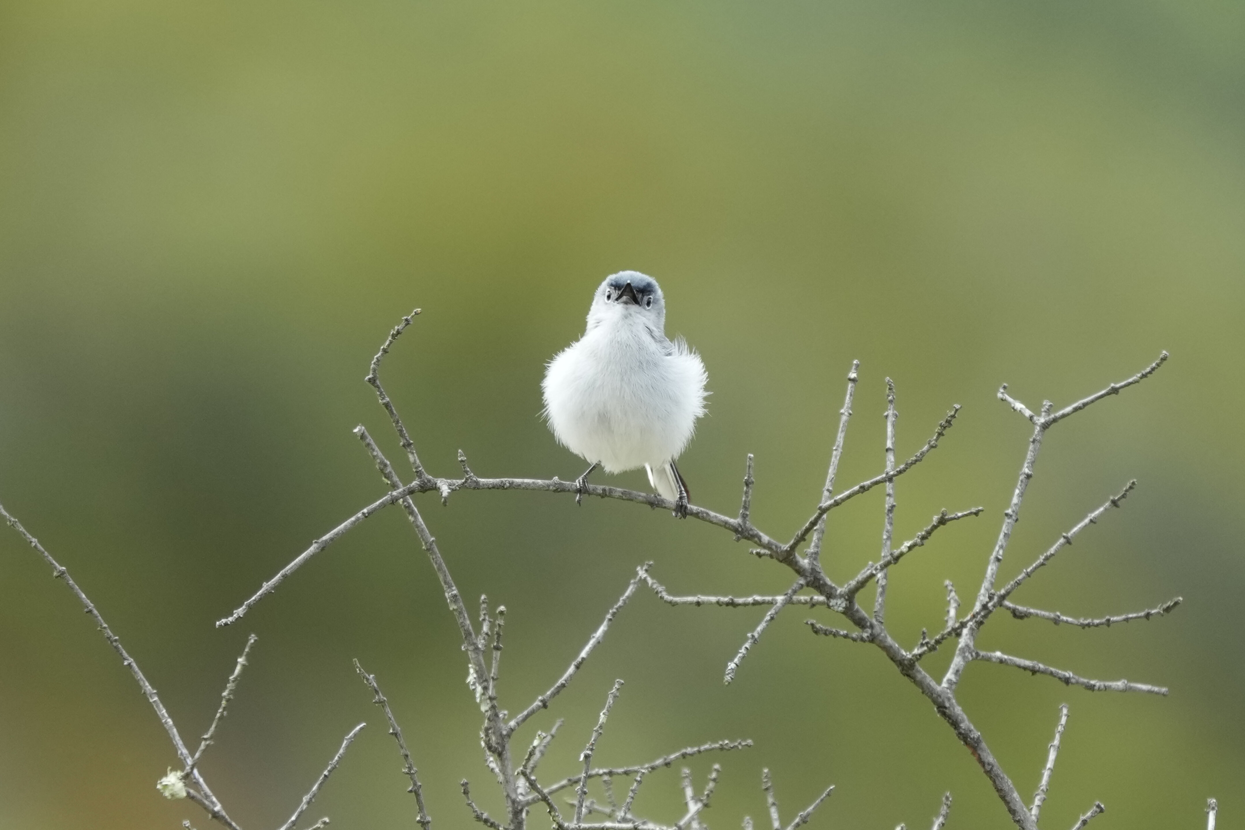 Las Trampas Wilderness Regional Preserve
