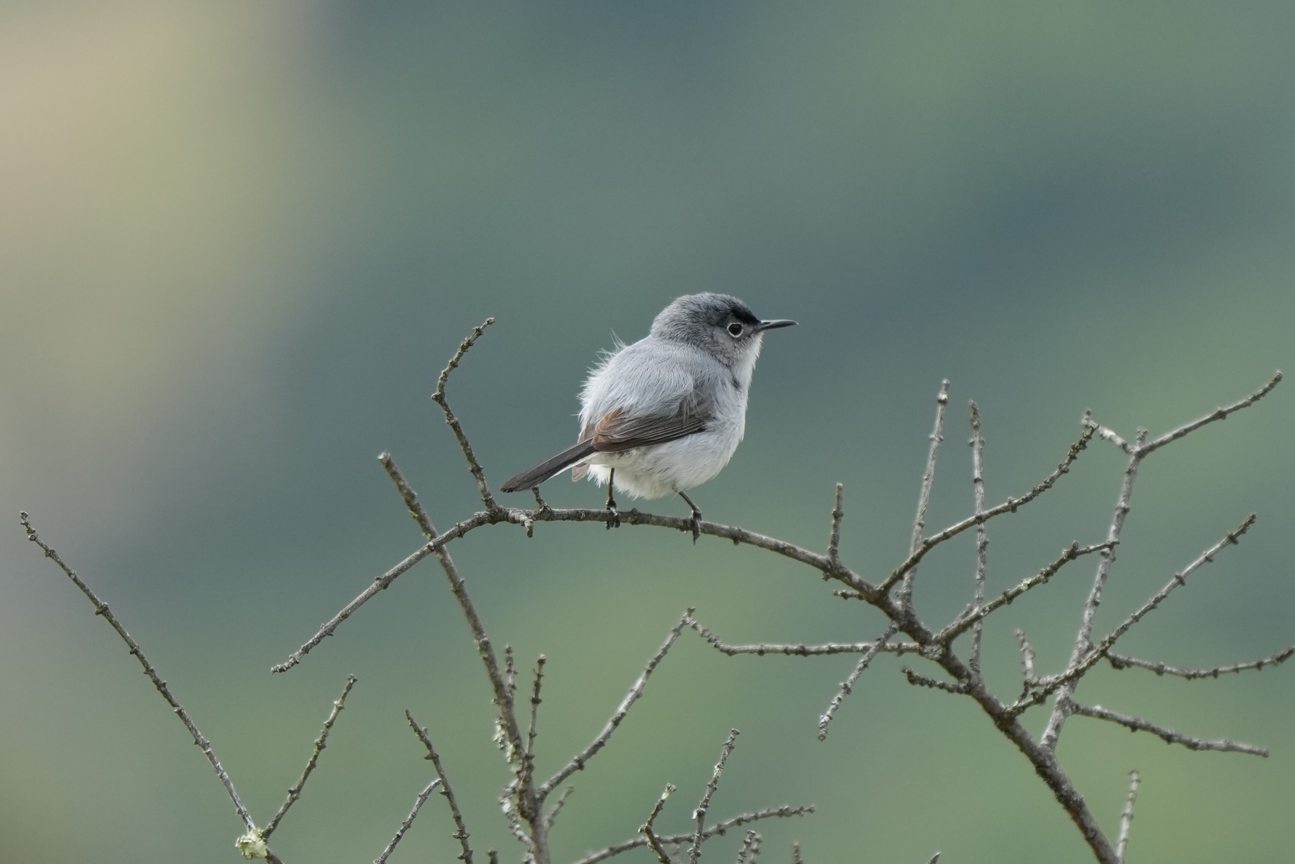 Las Trampas Wilderness Regional Preserve