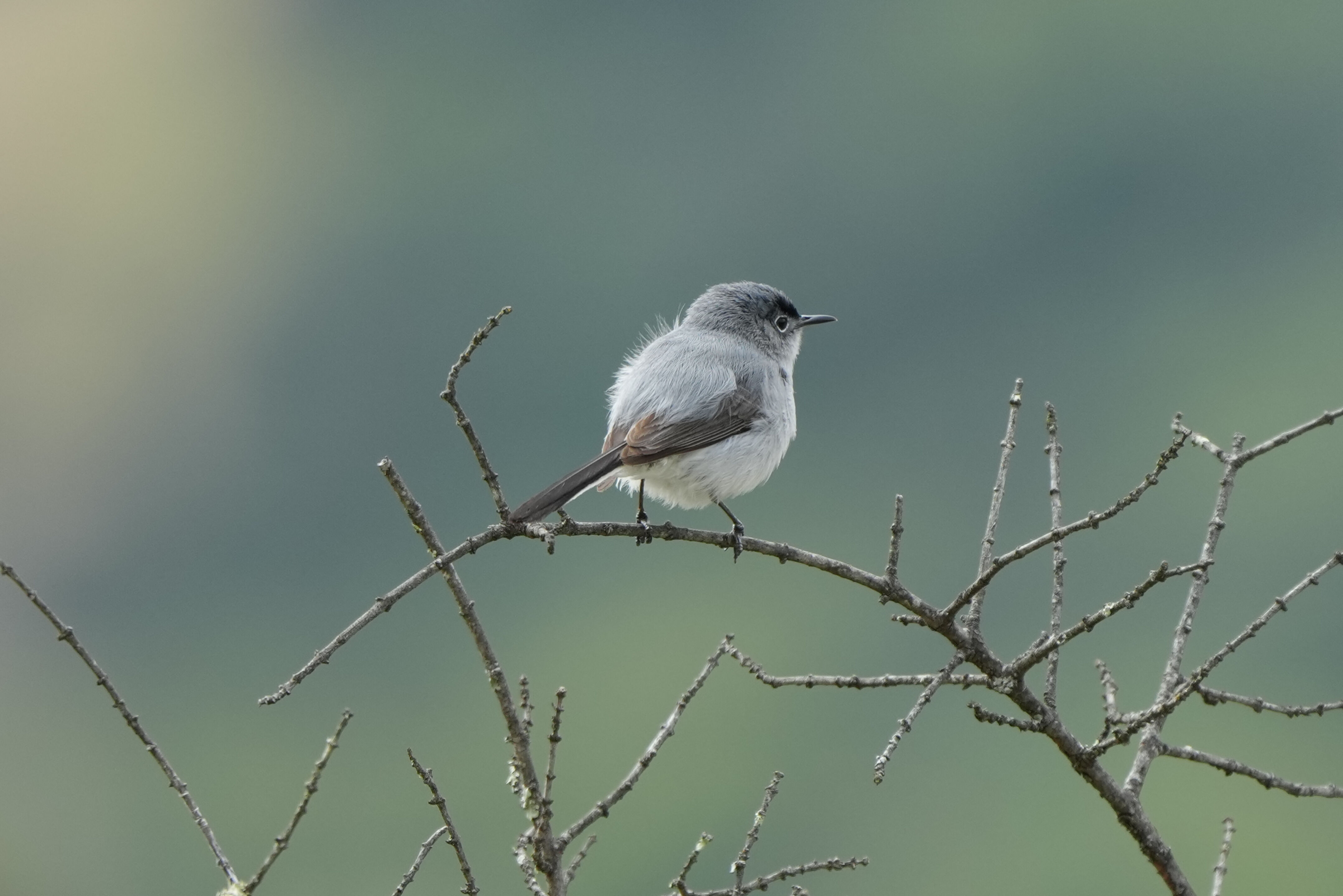 Las Trampas Wilderness Regional Preserve