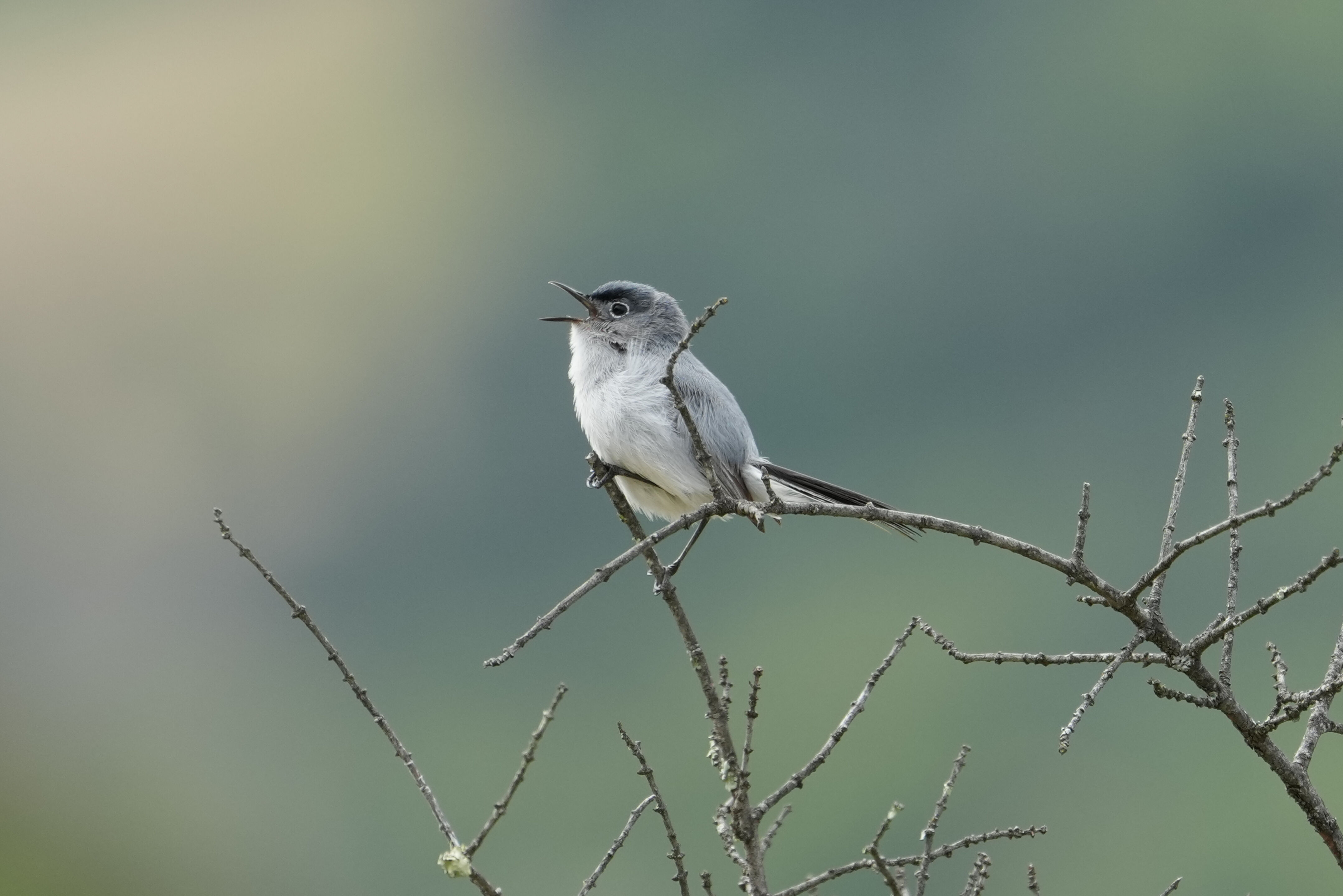 Las Trampas Wilderness Regional Preserve