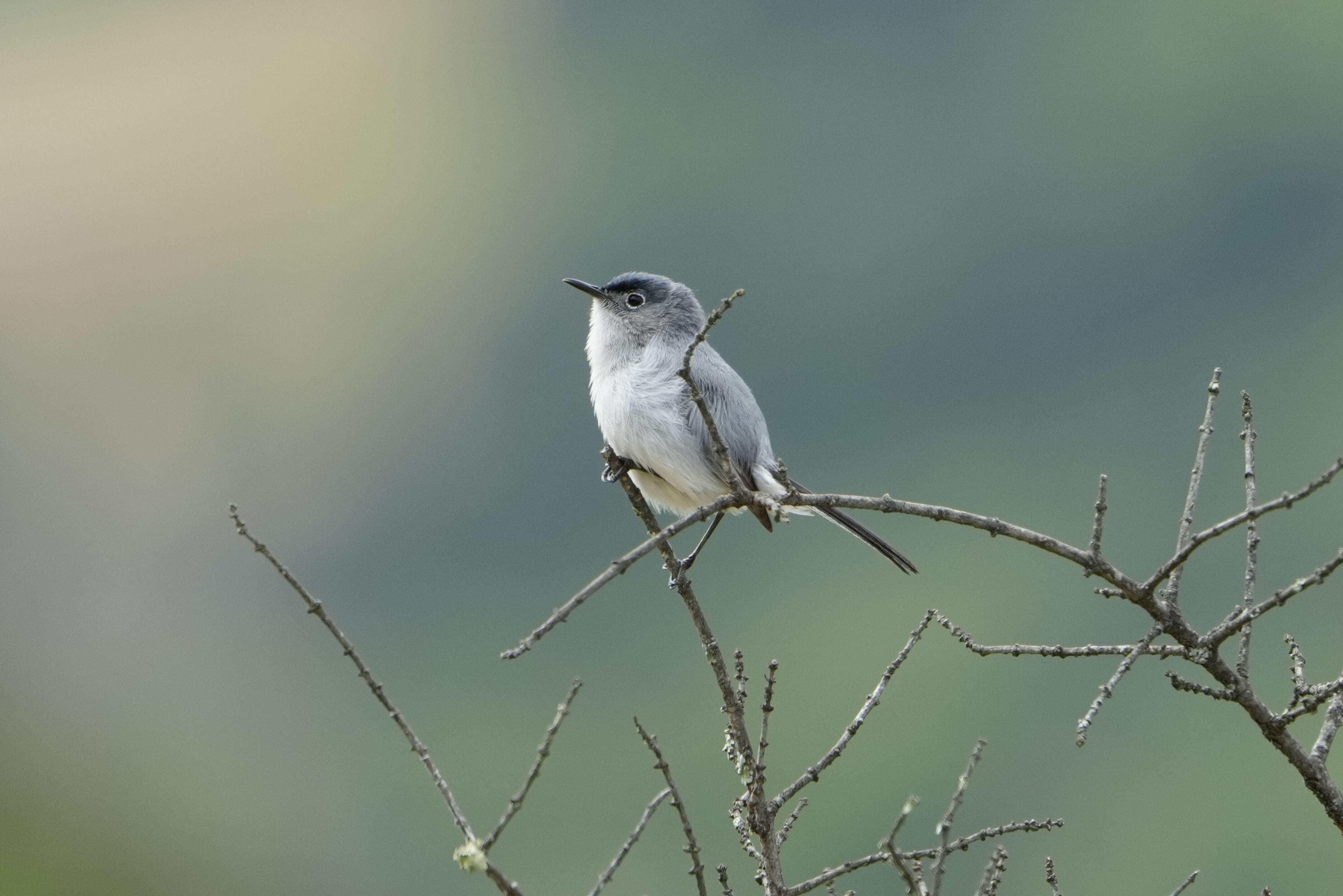 Las Trampas Wilderness Regional Preserve